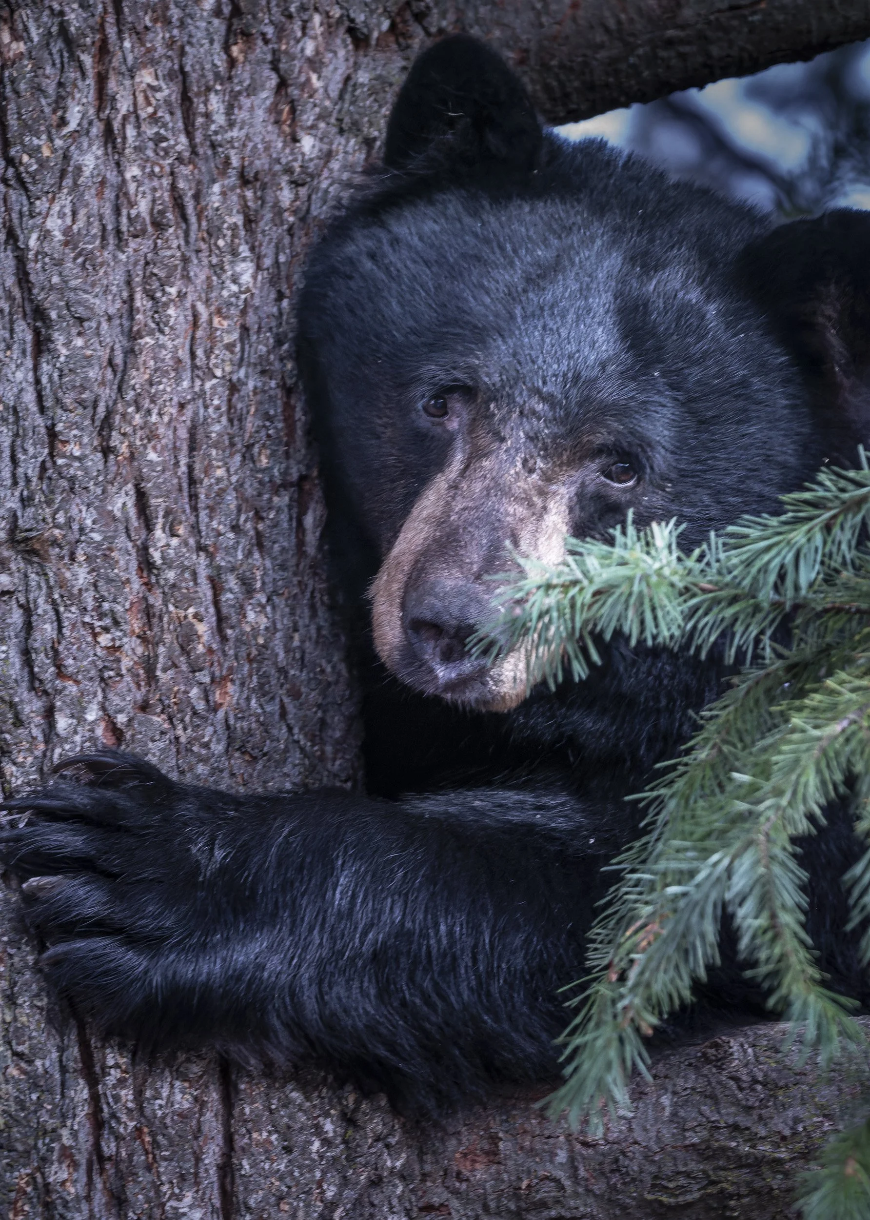 Black Bear, Ashland