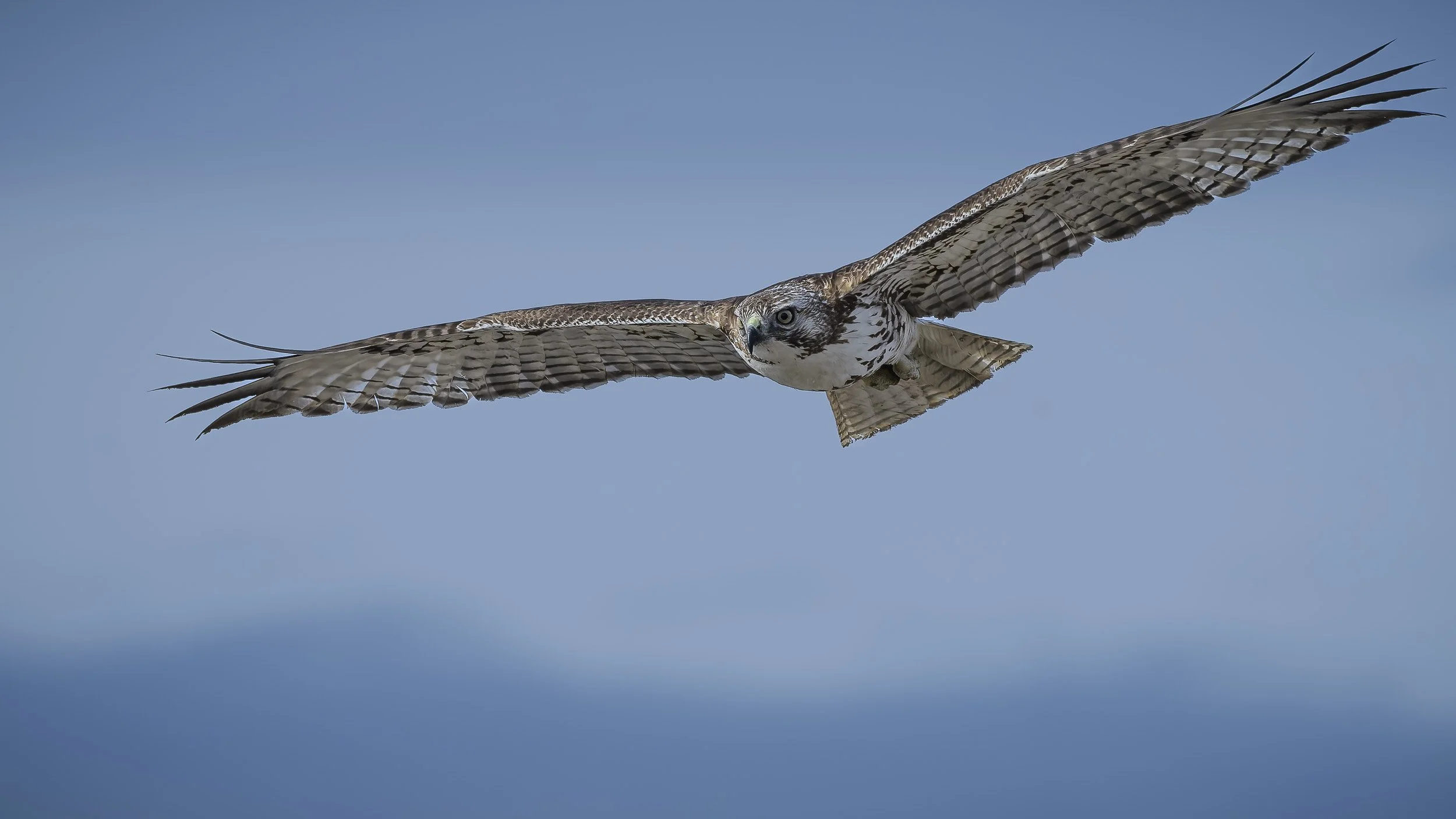Red Tailed Hawk, Tule Lake