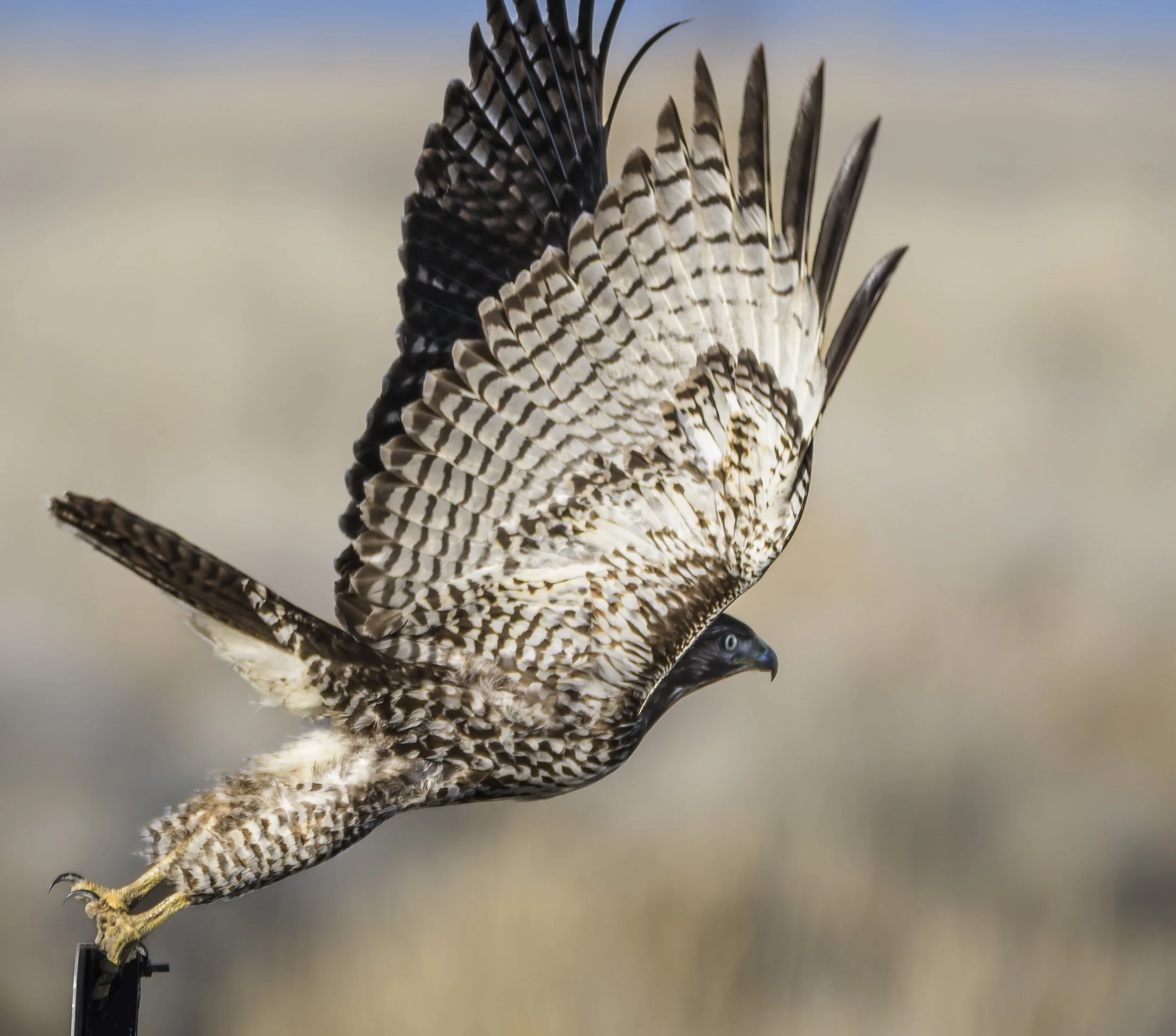 Red Tailed Hawk, Lower Klamath