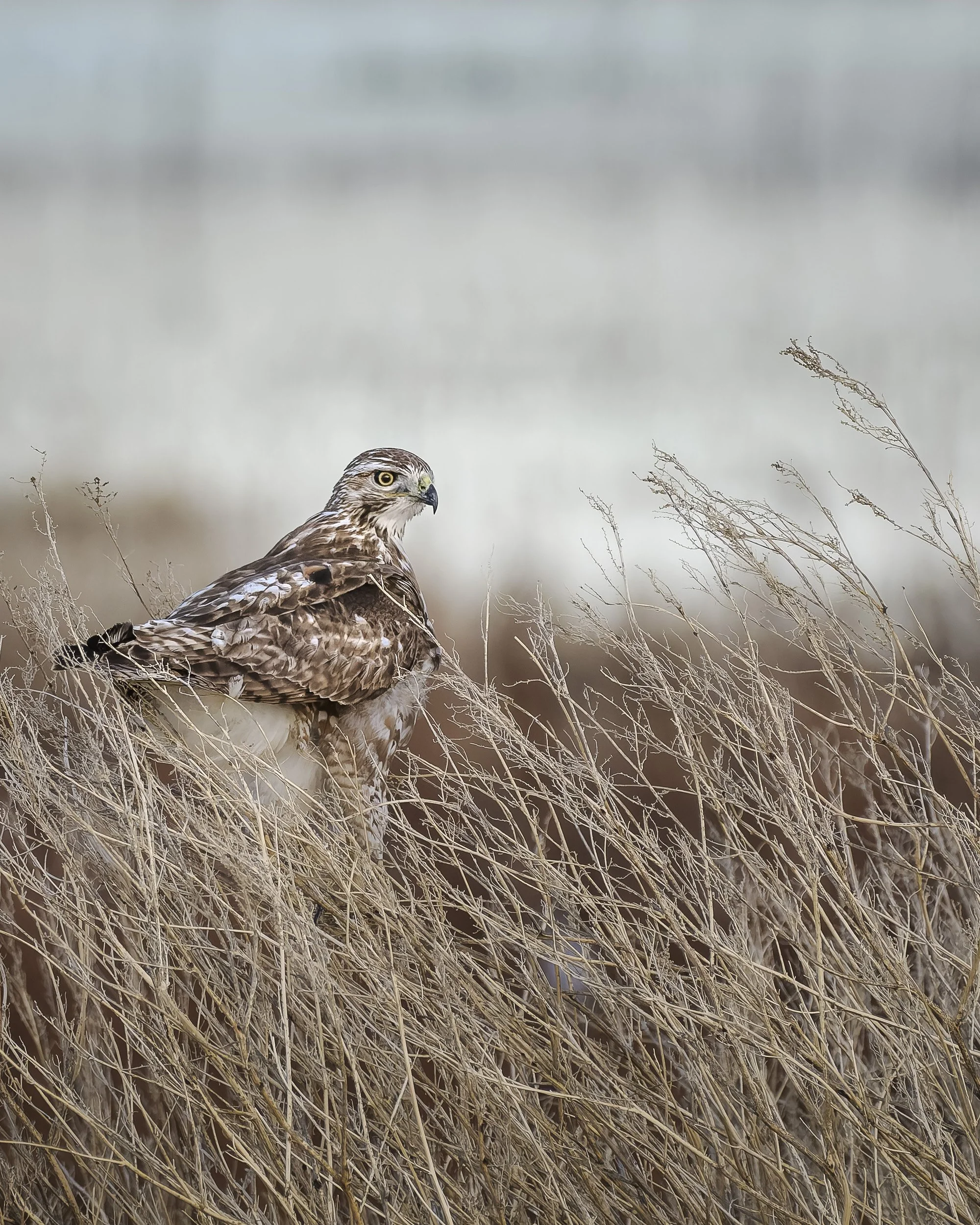 Red Tailed Hawk, Lower Klamath