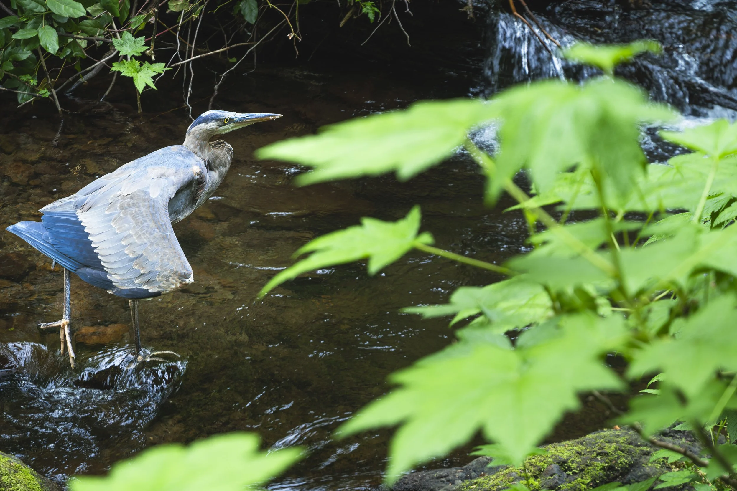 Great Blue Heron, Cape Perpetua