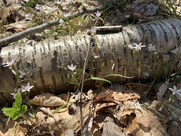 Photograph of a silvery fallen tree trunk on forest floor with small pink flowers and dry brown leaves taken by Dr. Katie Meier at Pillar Psychology during a mental health hike.