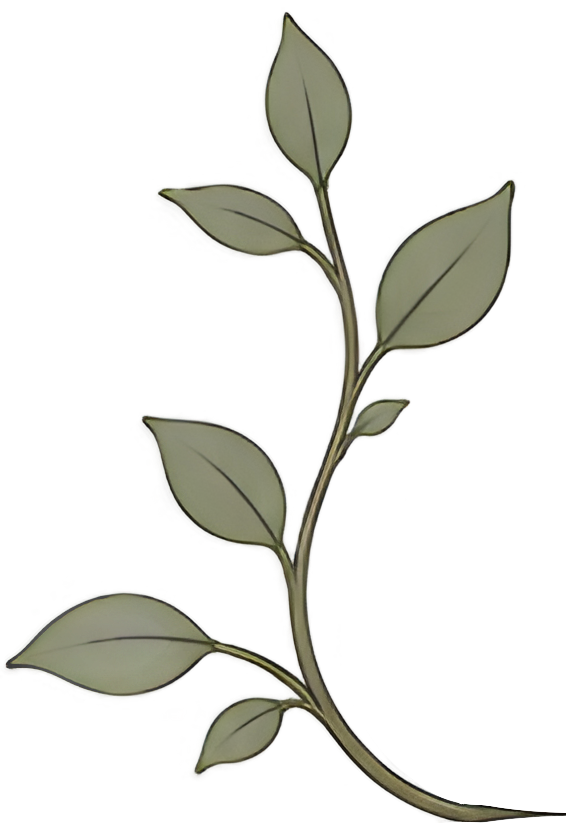 Decorative leafy branch for Pillar Psychology with Dr. Katie Meier, a therapist in New Jersey.