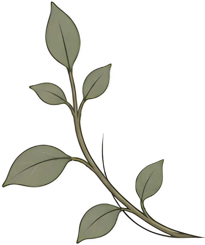 Decorative leafy branch for Pillar Psychology with Dr. Katie Meier, a therapist in New Jersey.