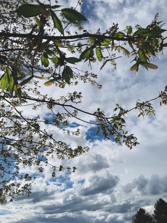 Tree branches with leaves and budding flowers against a cloudy blue sky, image taken by Dr. Katie on a mental health walk.