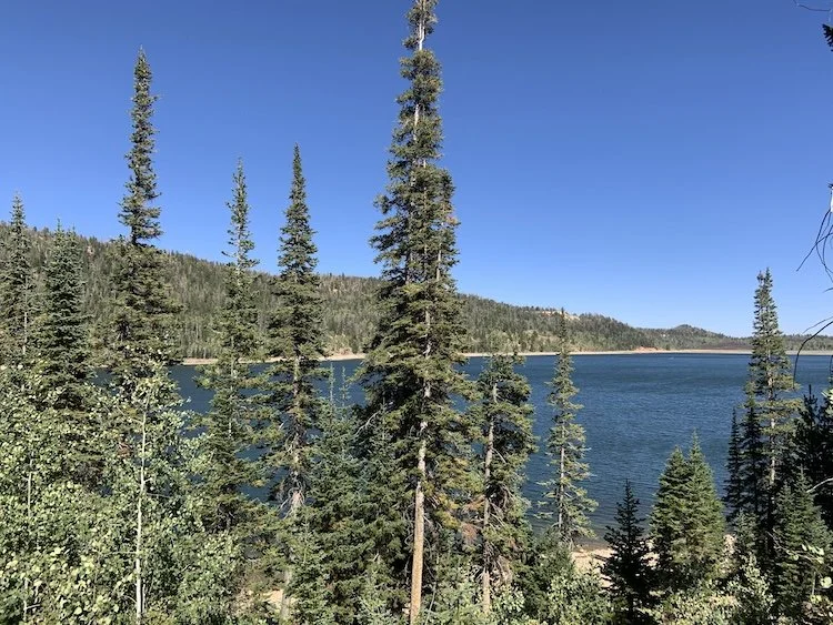 Tall pine trees near a lake with clear blue water, hills in the background, under a bright blue sky.