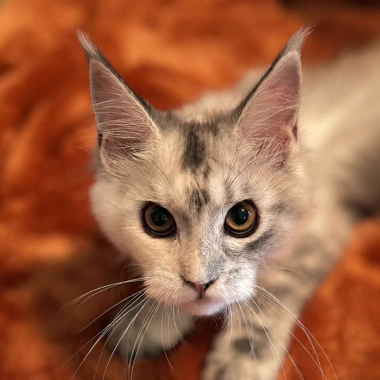 d32980e3-0c8a-4783-9ddd-fab037d89c13.png