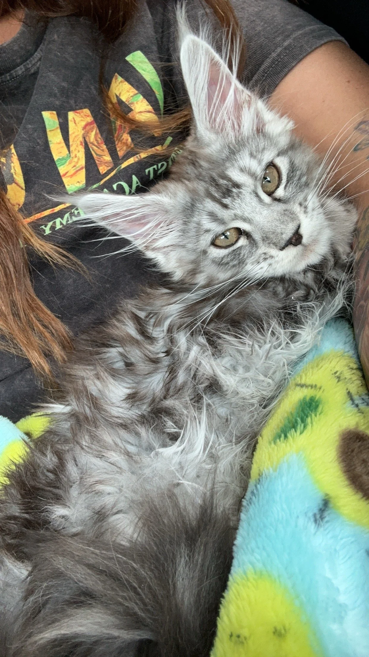 A young gray striped kitten with yellow eyes lying on a colorful blanket, being held by a person wearing a dark gray t-shirt.