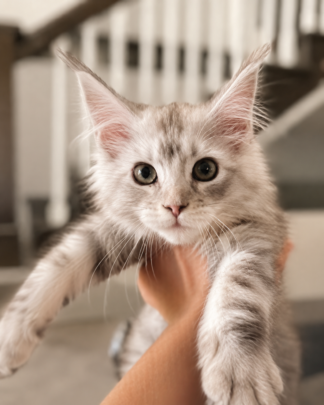 c1202130-a2d6-46e0-a8ca-5352d54d4a25.png