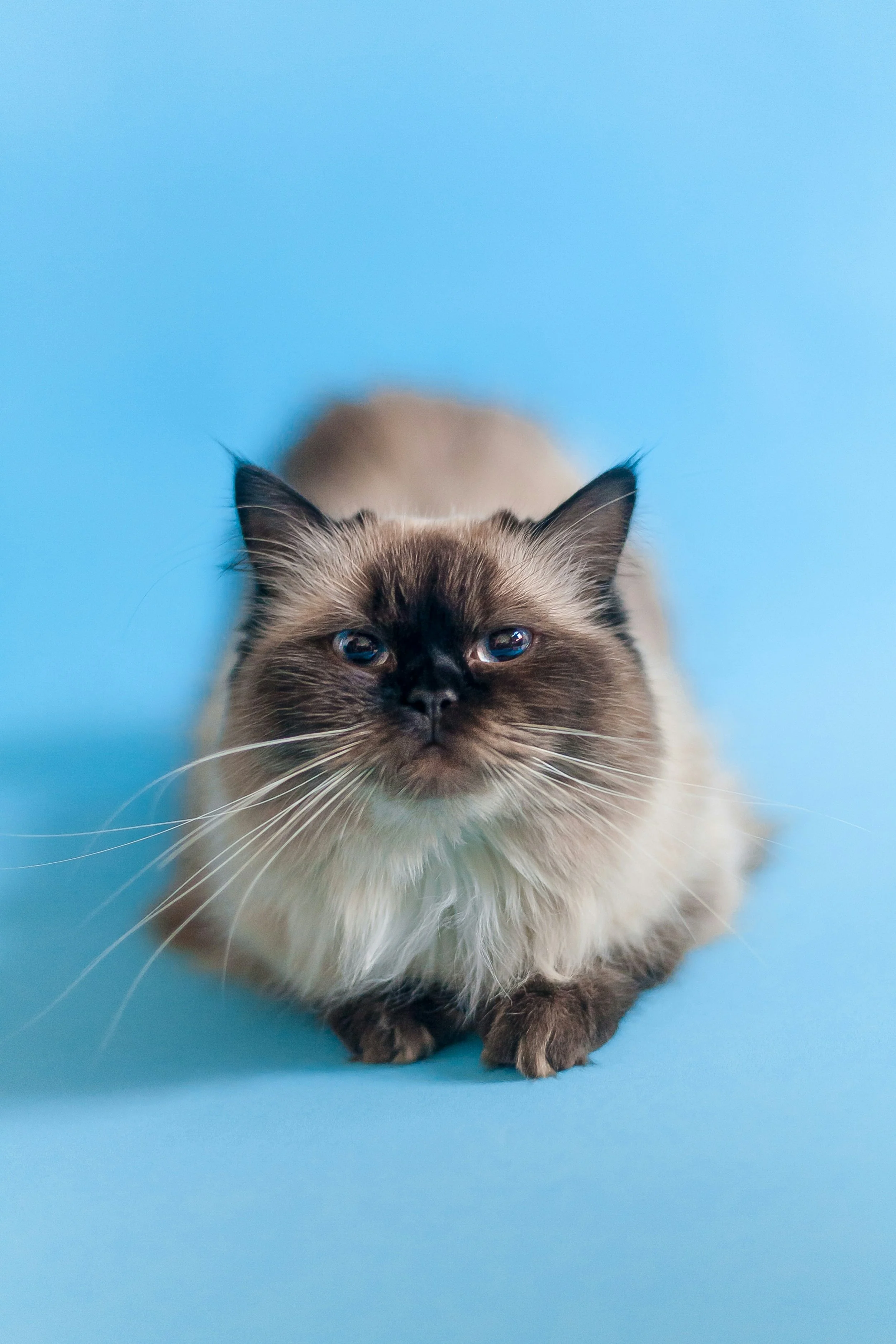 A fluffy Siamese cat with dark face and ears sits on a blue background, looking directly at the camera.