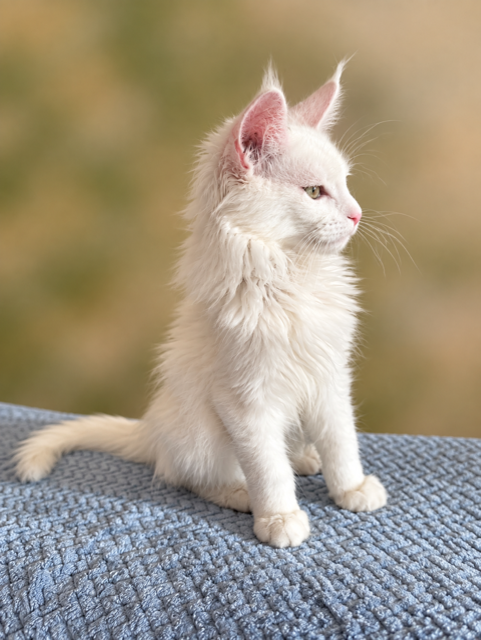 bd9d2114-8d4b-4e79-b1a8-a9edea7d64fe.png