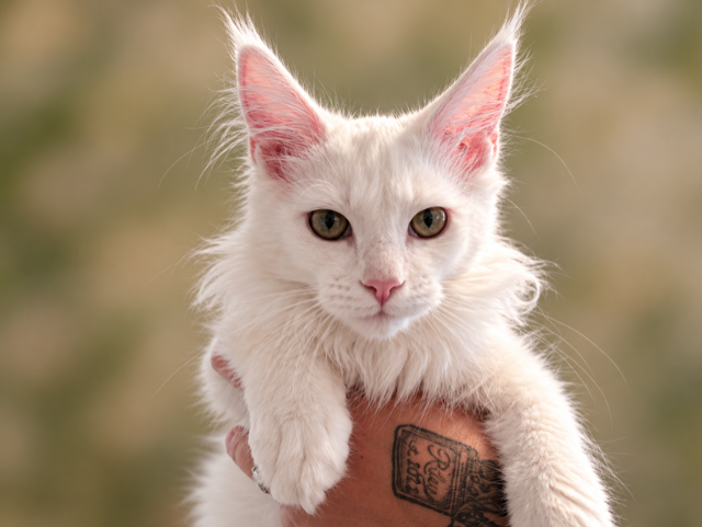 00ebabde-9d88-42f5-9054-b890808dcd36.png