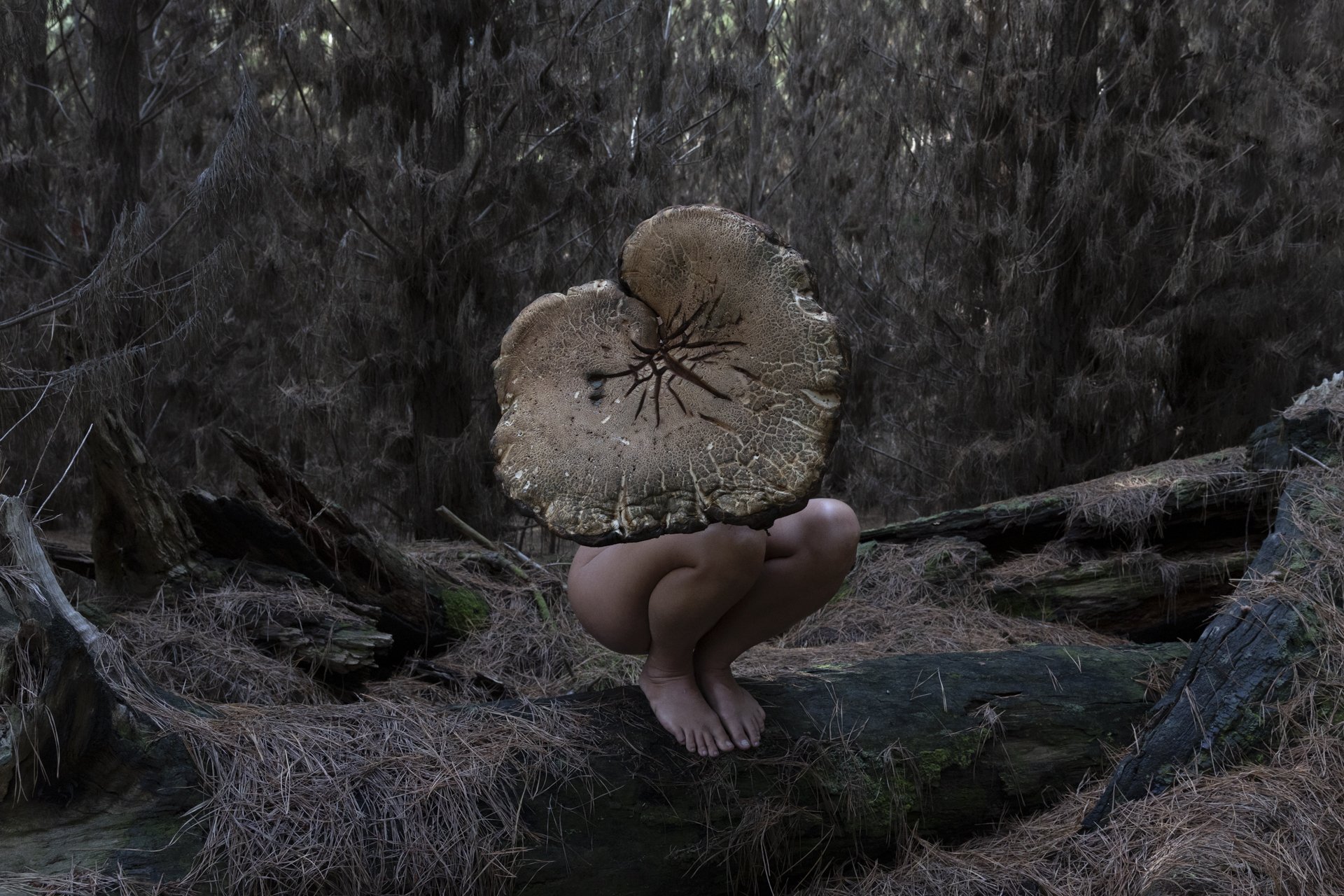 fruiting_body.jpg