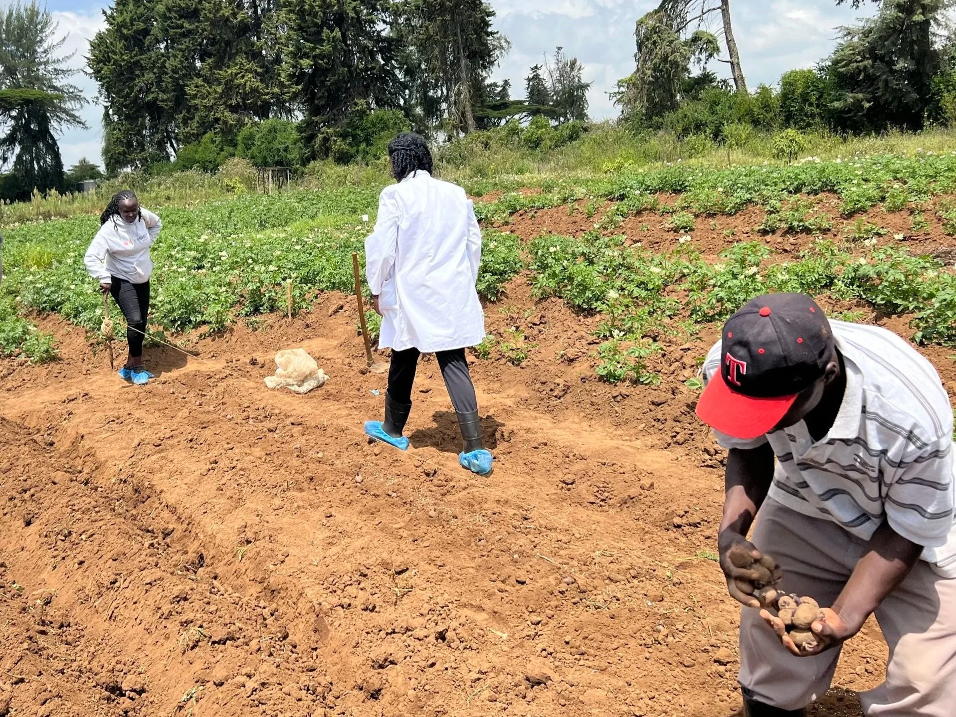People planting potatoes in a field, with some wearing shoes and gloves, and a large green tree line in the background.