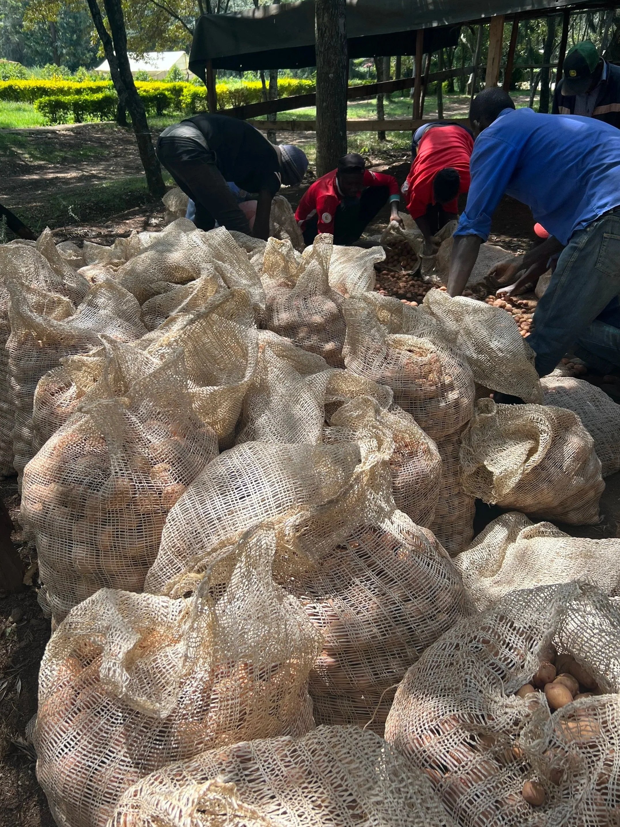 People gathering onions in mesh bags outdoors in a shaded area with trees and green bushes in the background.