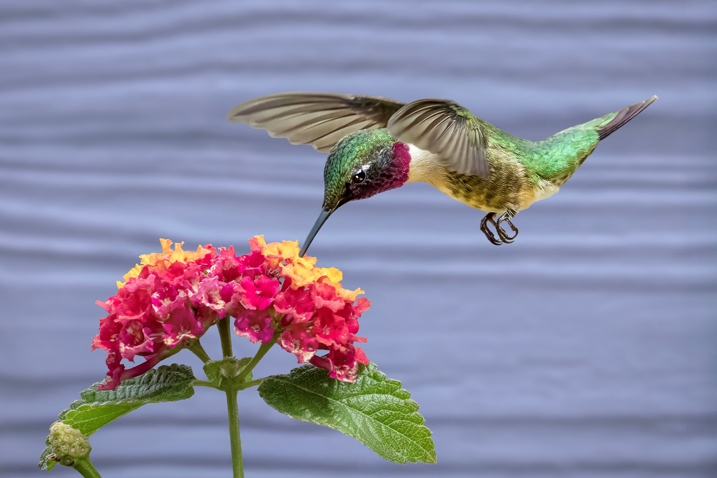 A hummingbird with green and red feathers hovering near a pink and yellow flower by a body of water.