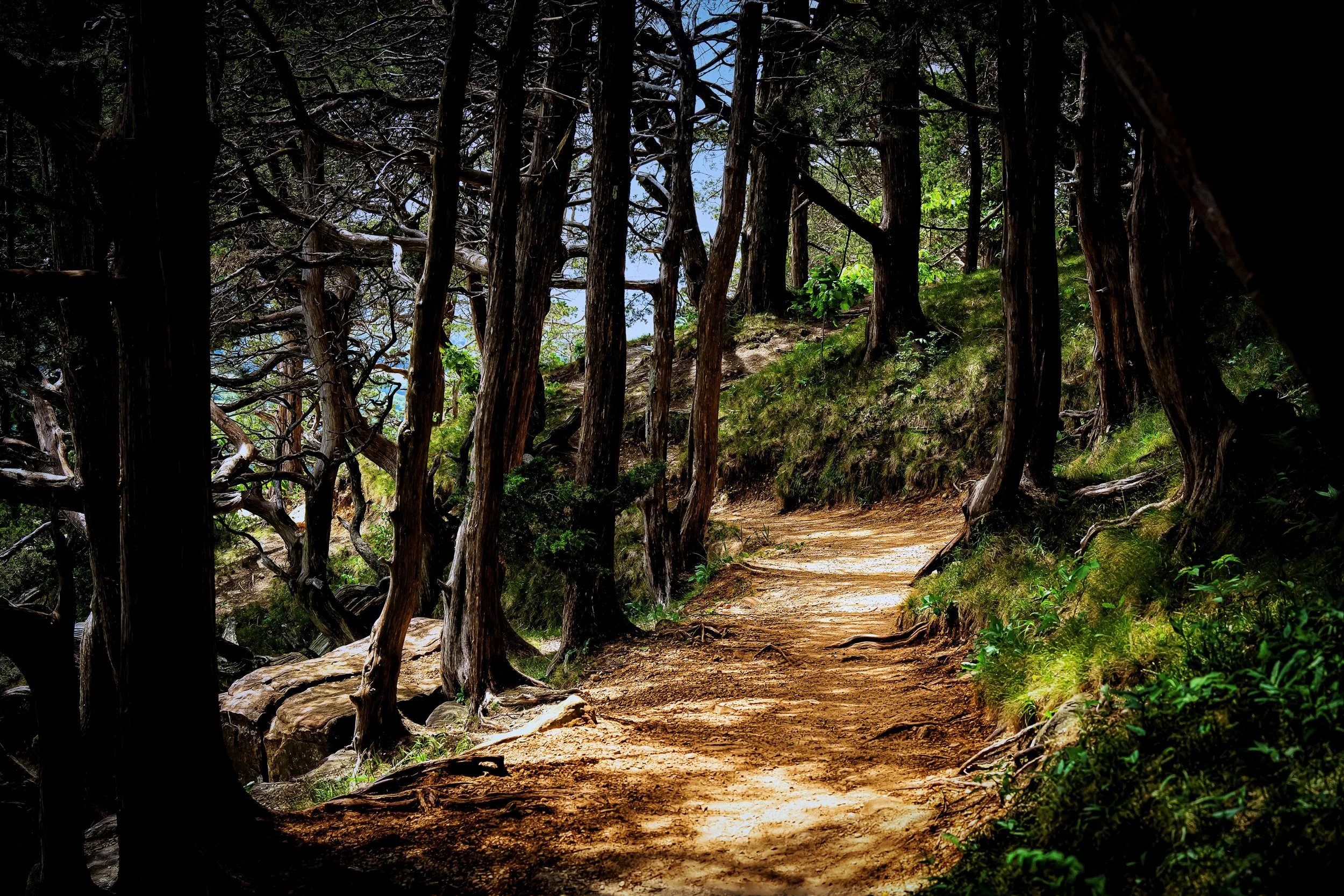 A dirt trail winds through a dense forest with tall trees and lush green foliage.
