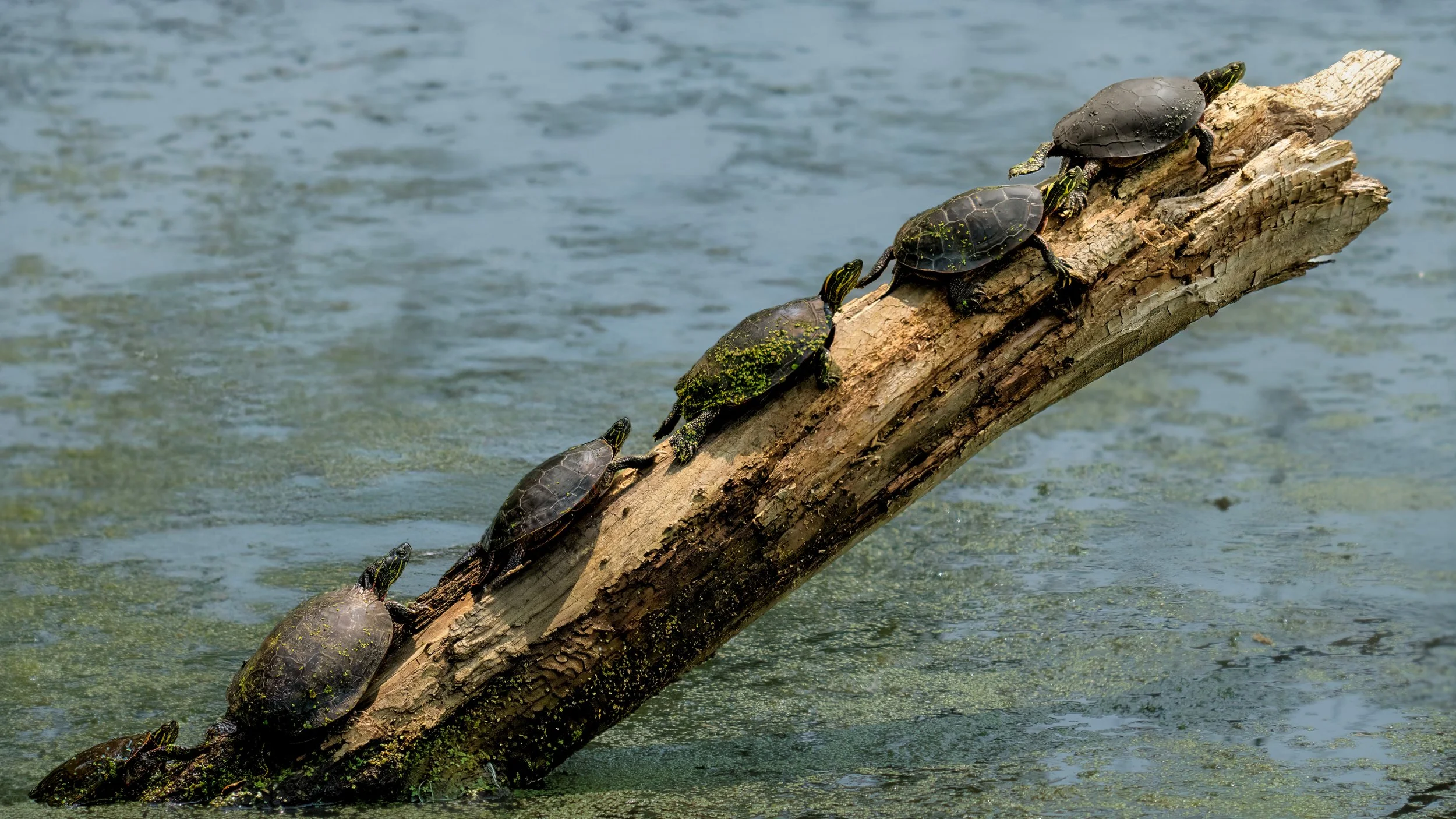Several turtles sunbathing and climbing on a submerged fallen tree branch in a body of water.