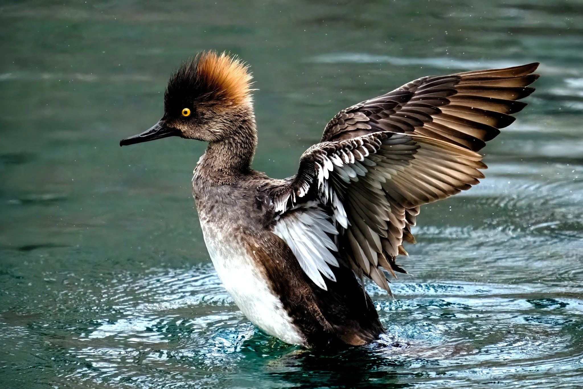 A bird with a distinctive orange crest on its head and yellow eyes, stretching its wings while floating on water.