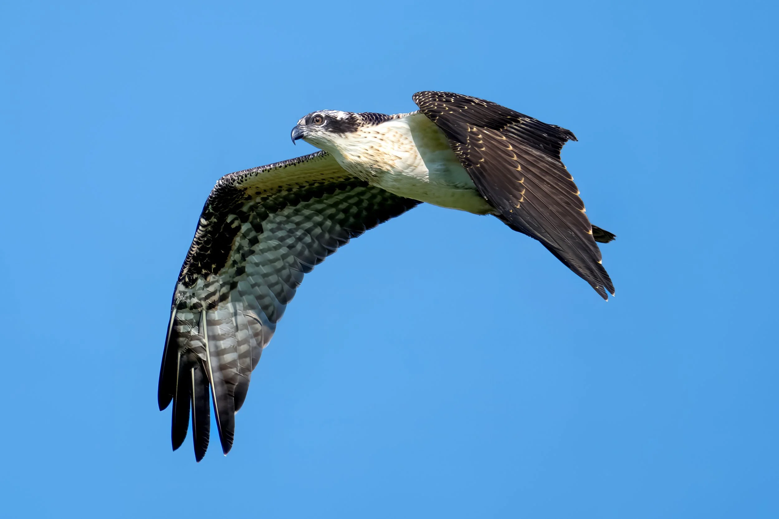 A bird of prey, likely a hawk or similar species, flying in a clear blue sky.