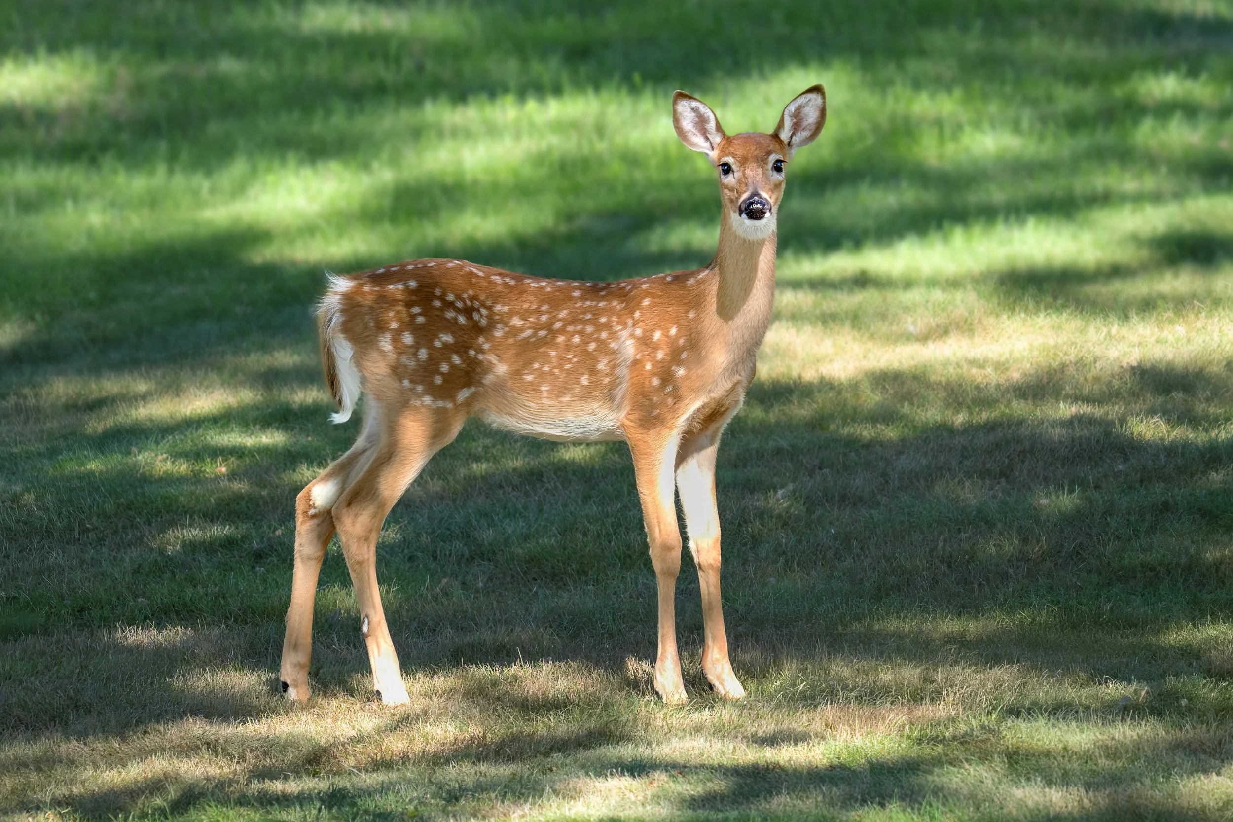 A young deer standing on a grassy field with green trees in the background.
