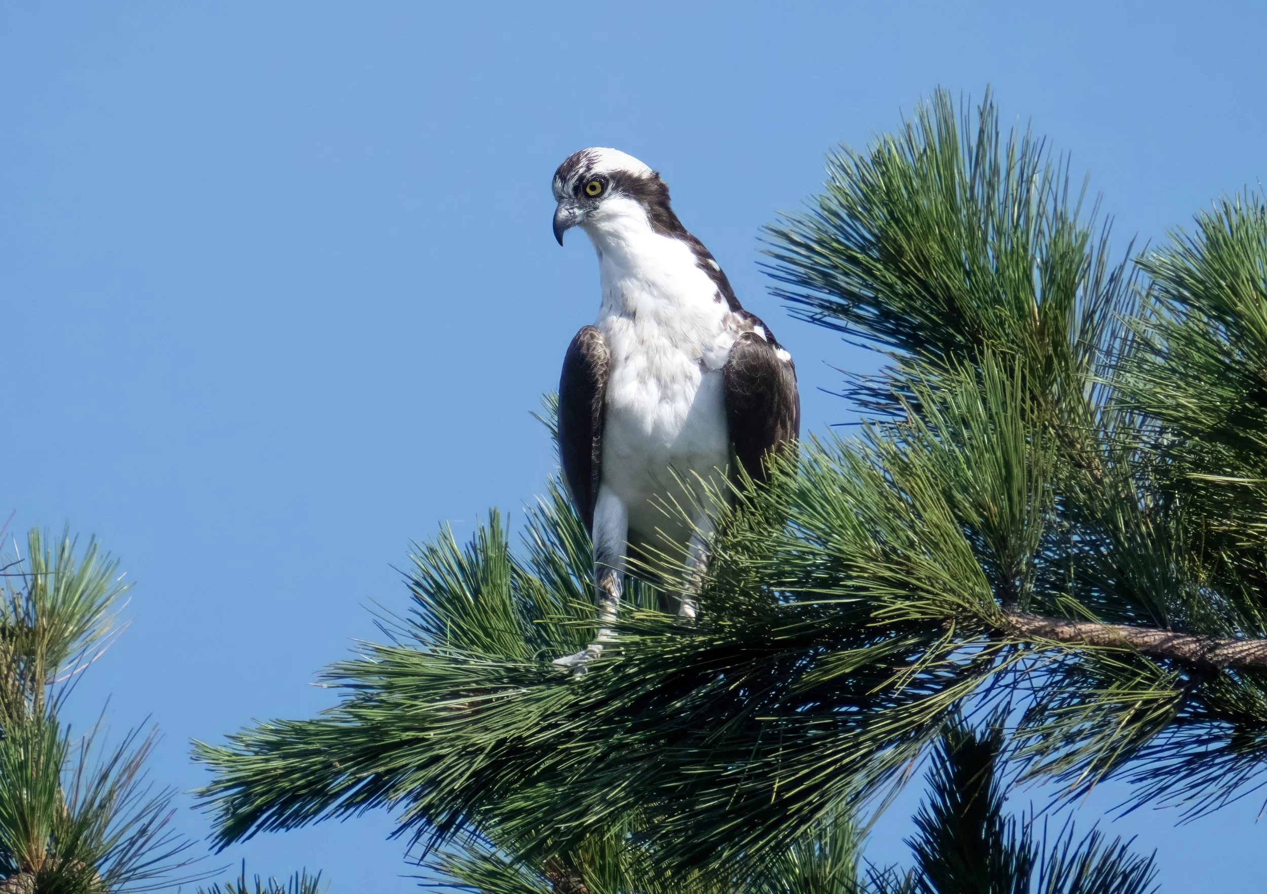 An osprey perched on a pine tree branch against a clear blue sky.