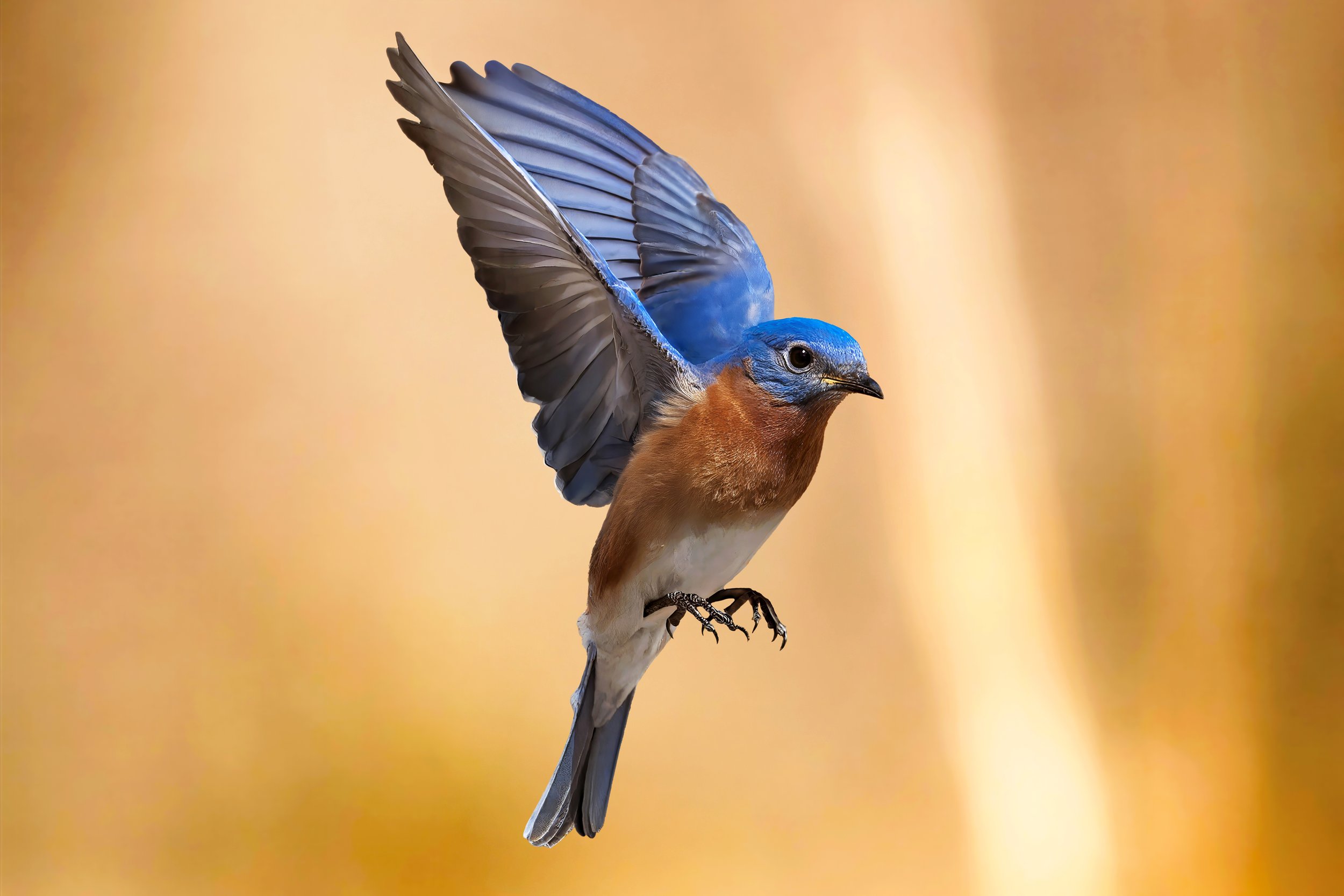 A colorful bird with blue and brown feathers is perched on a branch, with its wings partially extended against a blurred yellow background.