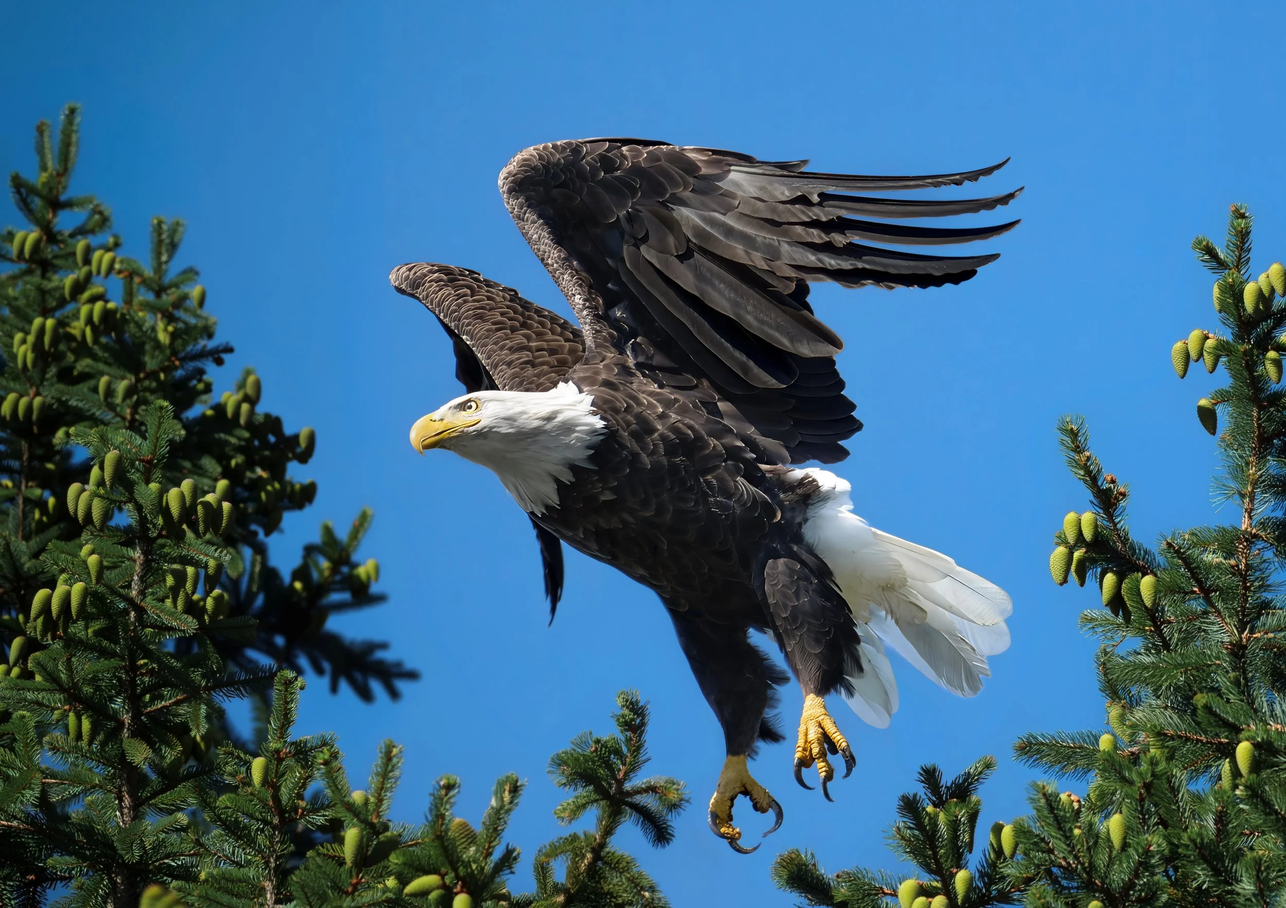 A bald eagle perched on a pine tree branch with its wings spread against a clear blue sky.