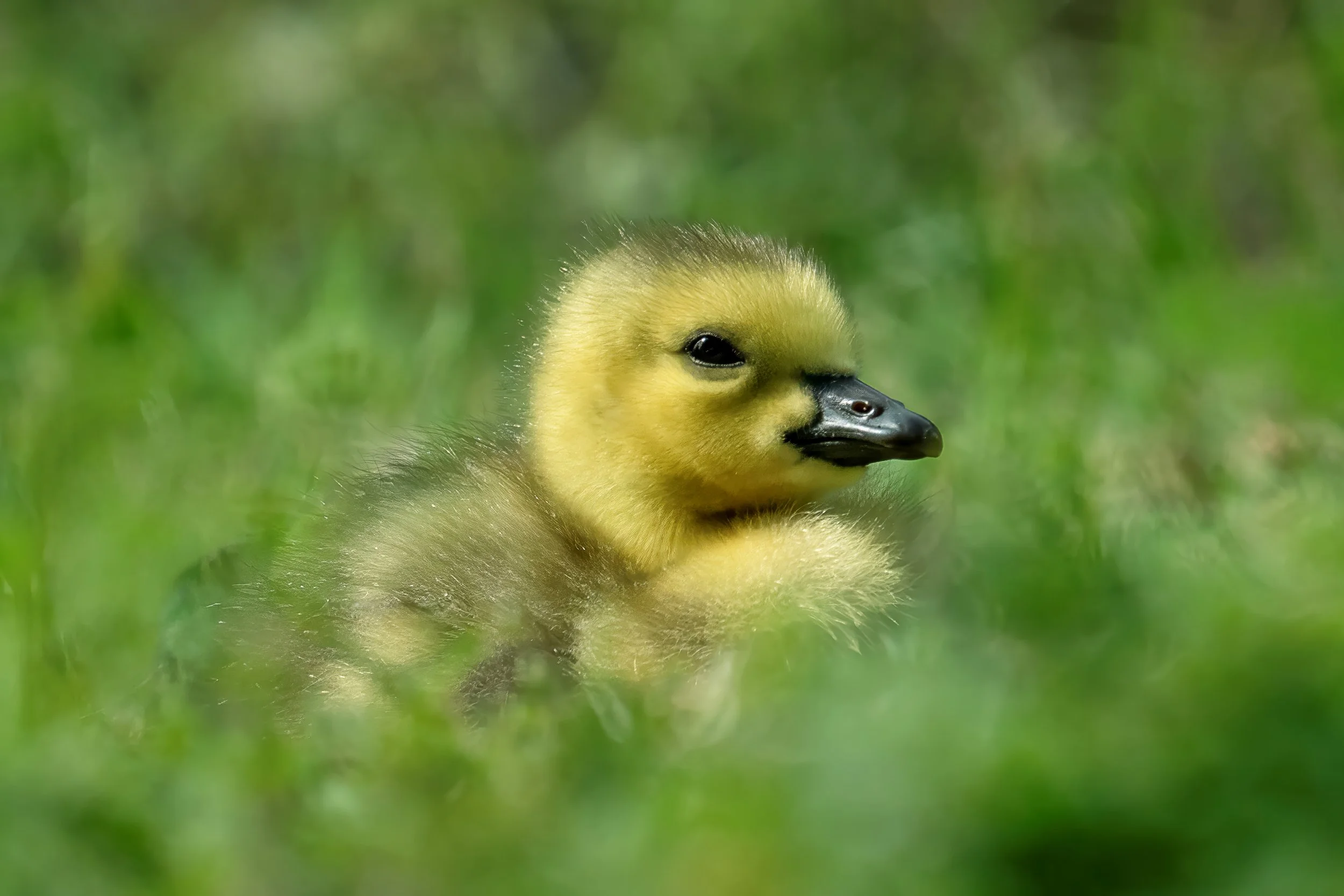 Close-up of a baby duckling with yellow fluffy feathers, black eyes, and a black beak, surrounded by green grass.