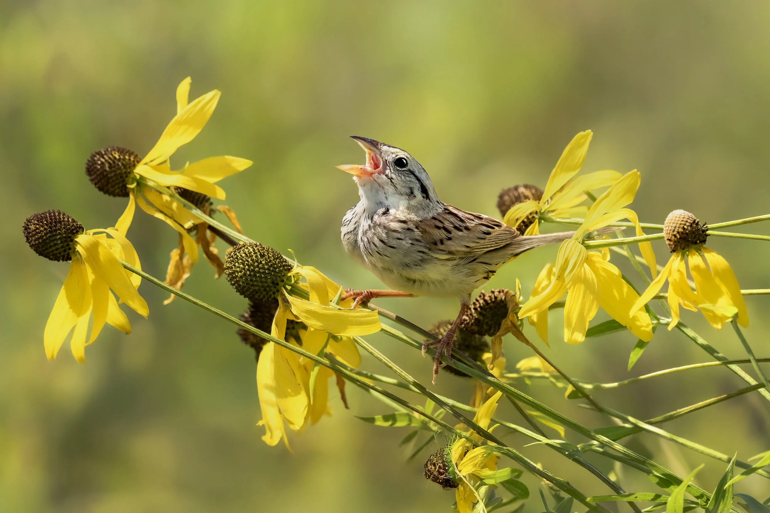 A small bird with brown and white feathers and dark streaks on its chest, perched among bright yellow flowers, singing with its mouth open in a natural outdoor setting.