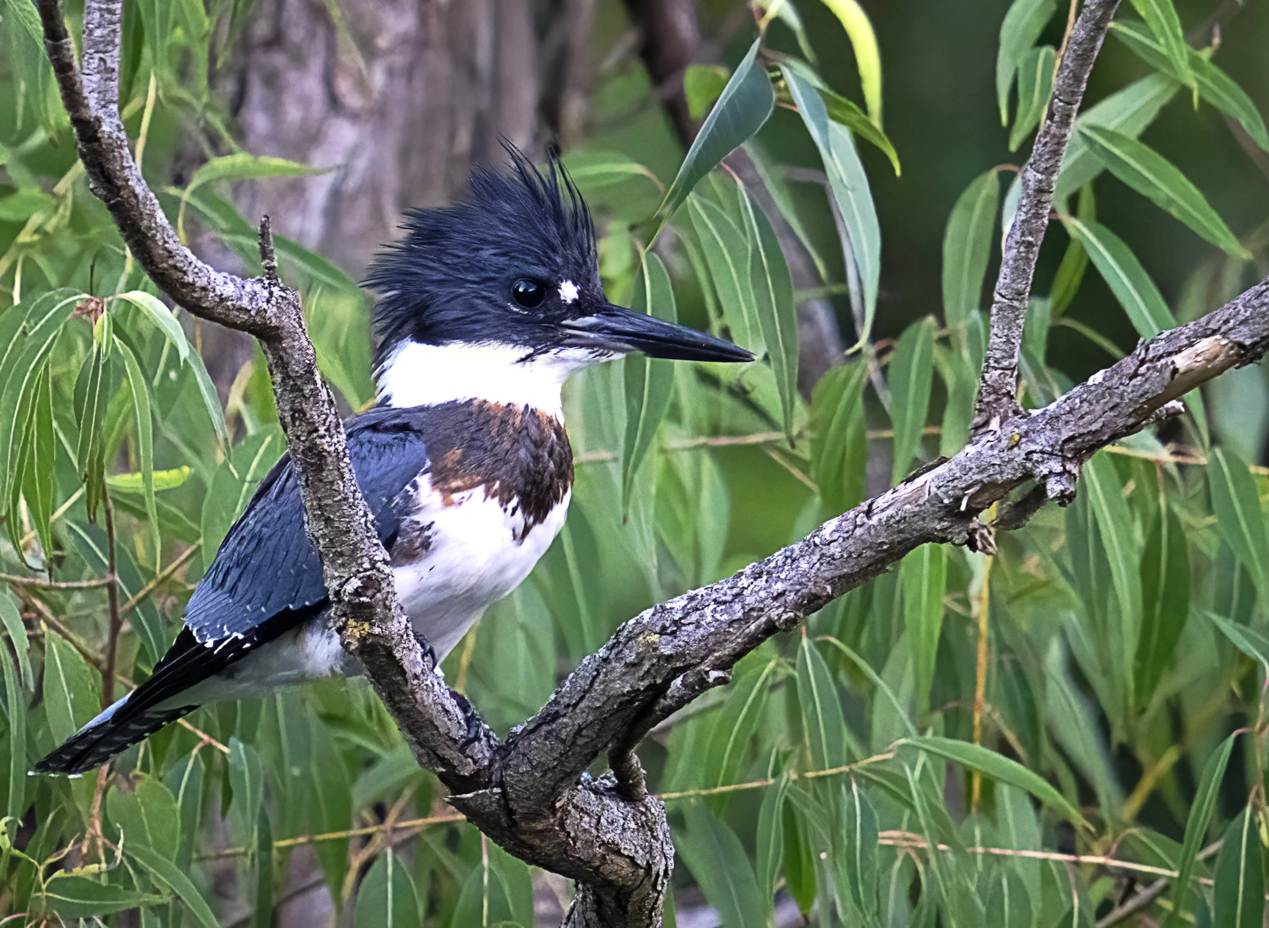 A Belted Kingfisher perched on a tree branch surrounded by green leaves.