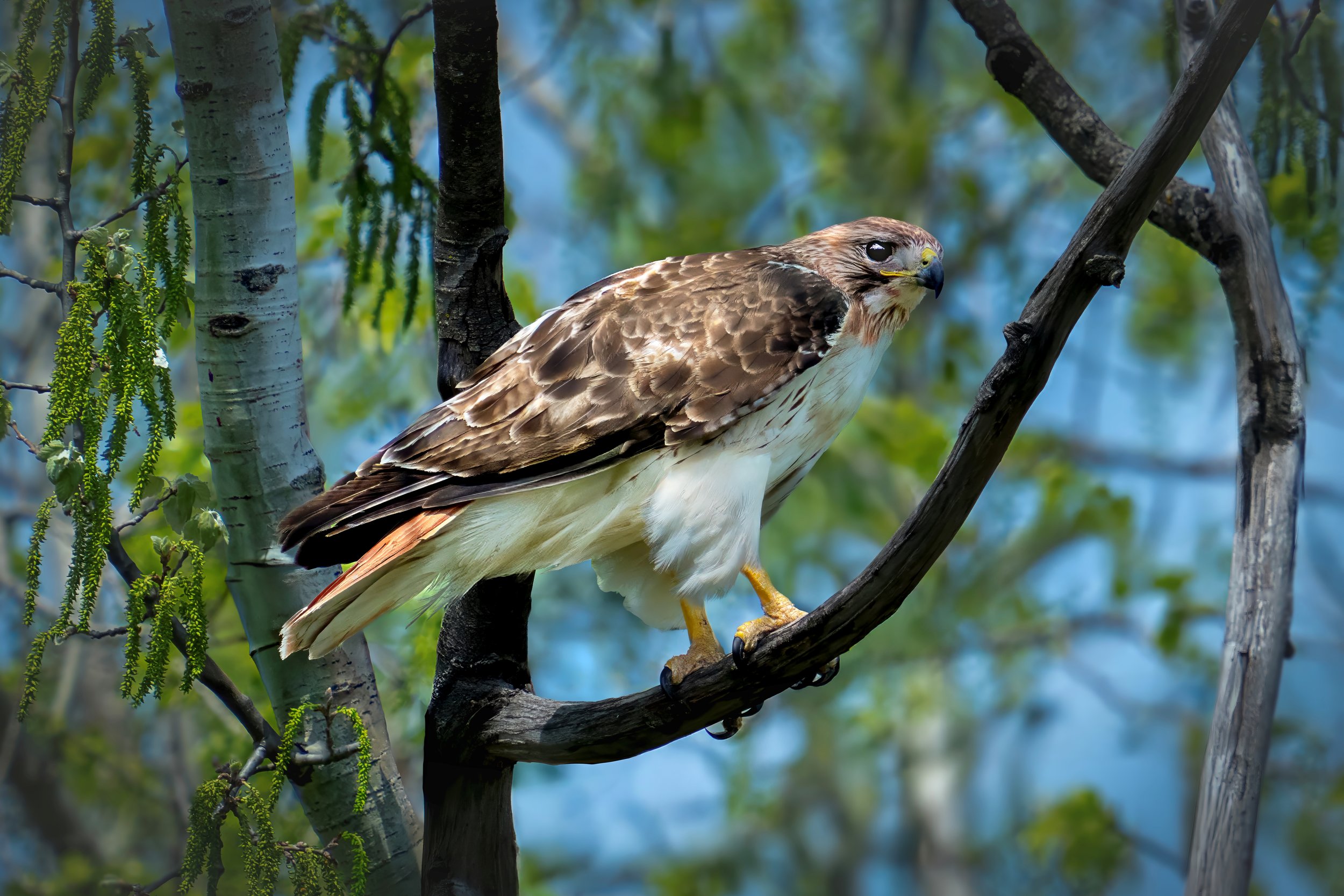 A hawk perched on a tree branch surrounded by green leaves and white tree trunks in a forest setting.