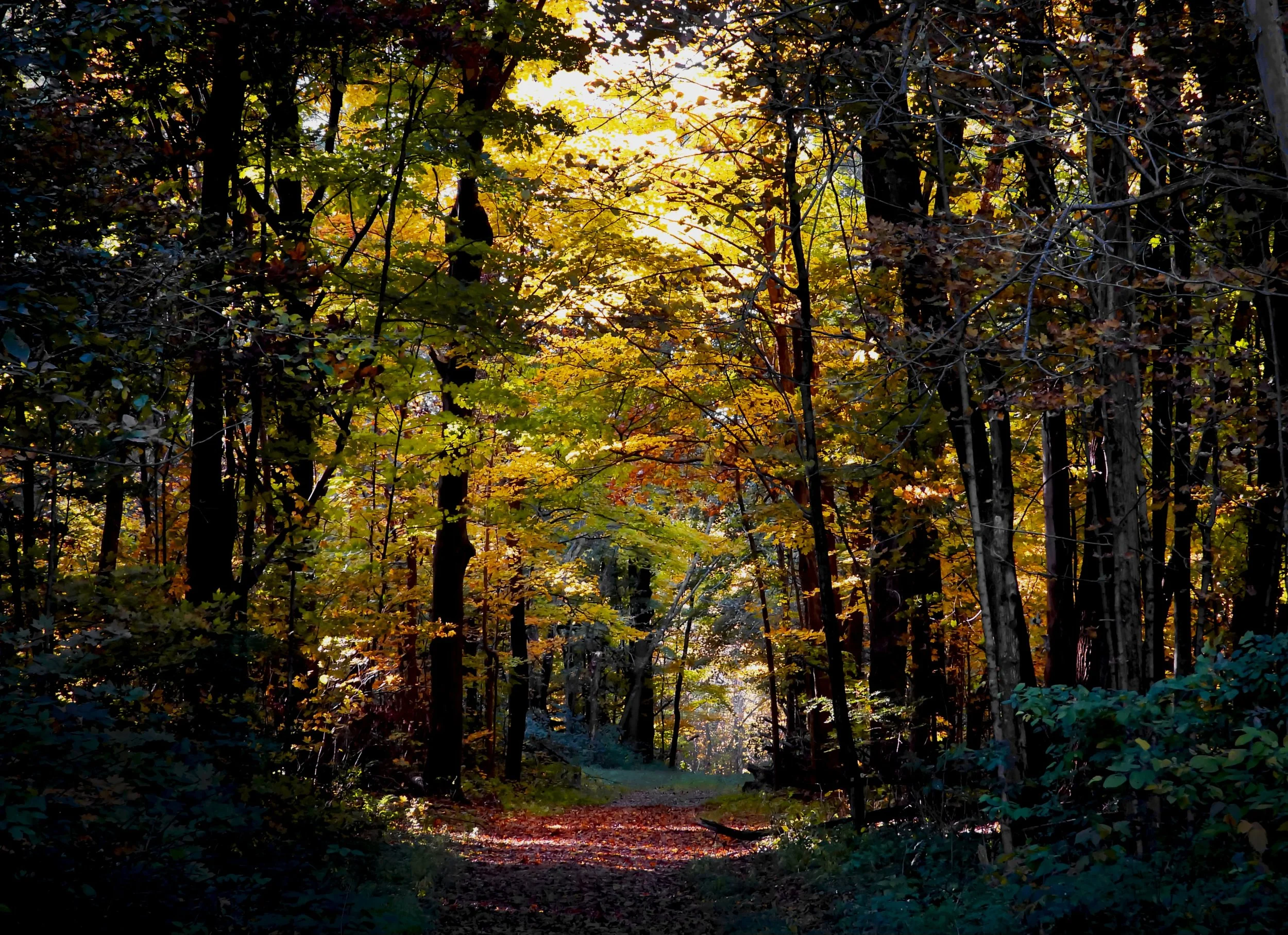 A wooded forest scene featuring a narrow dirt path under tree canopy with autumn leaves in yellow, orange, and green. Sunlight filters through the trees, illuminating the path.
