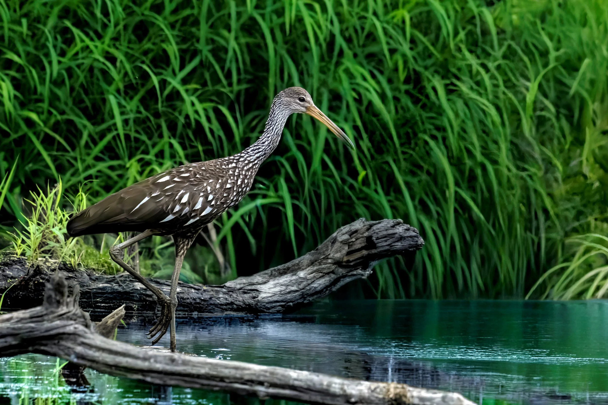 A bird with a long, curved beak standing on a log near water with green foliage in the background.