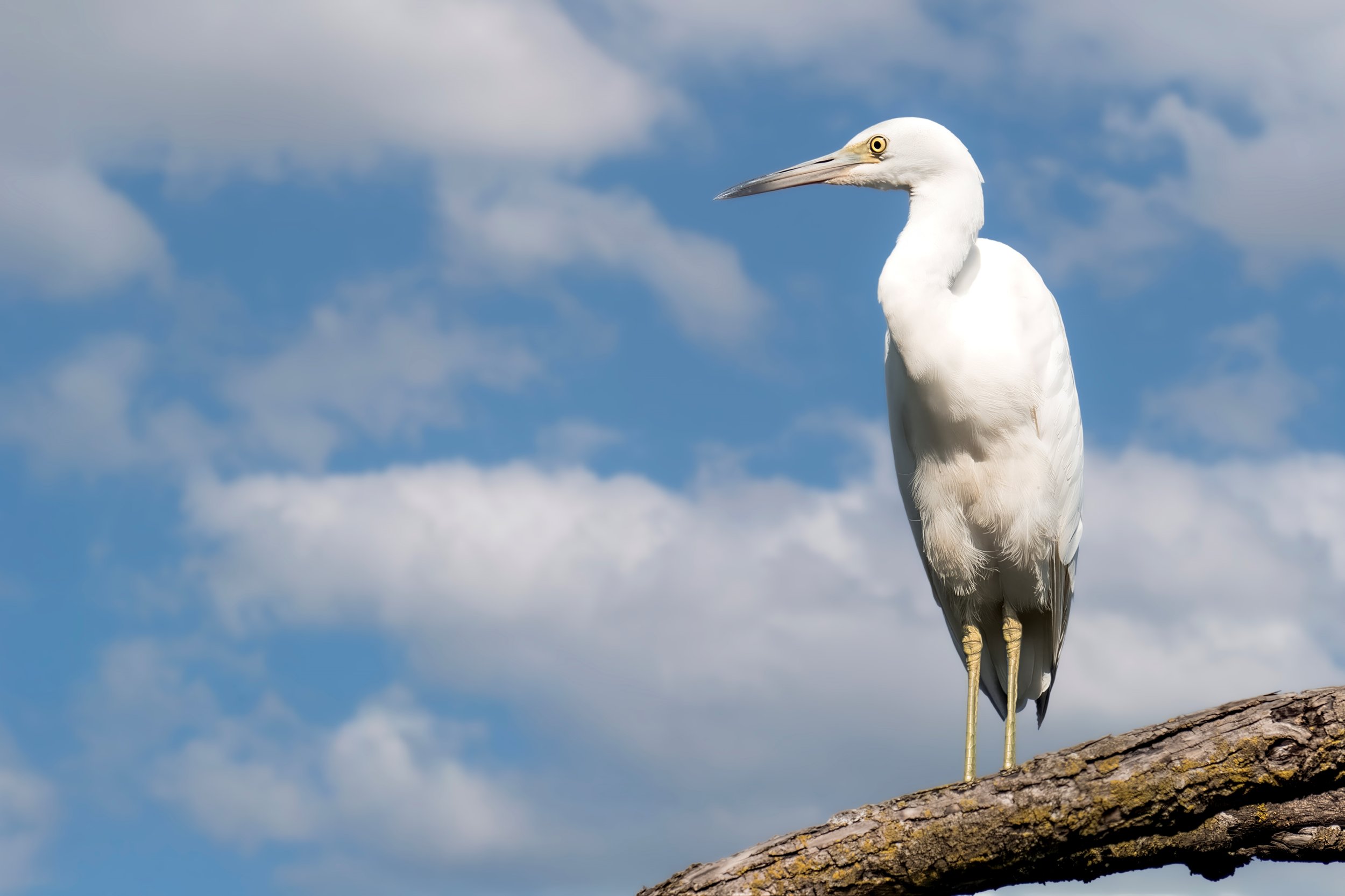 A white heron standing on a tree branch against a background of a blue sky with clouds.