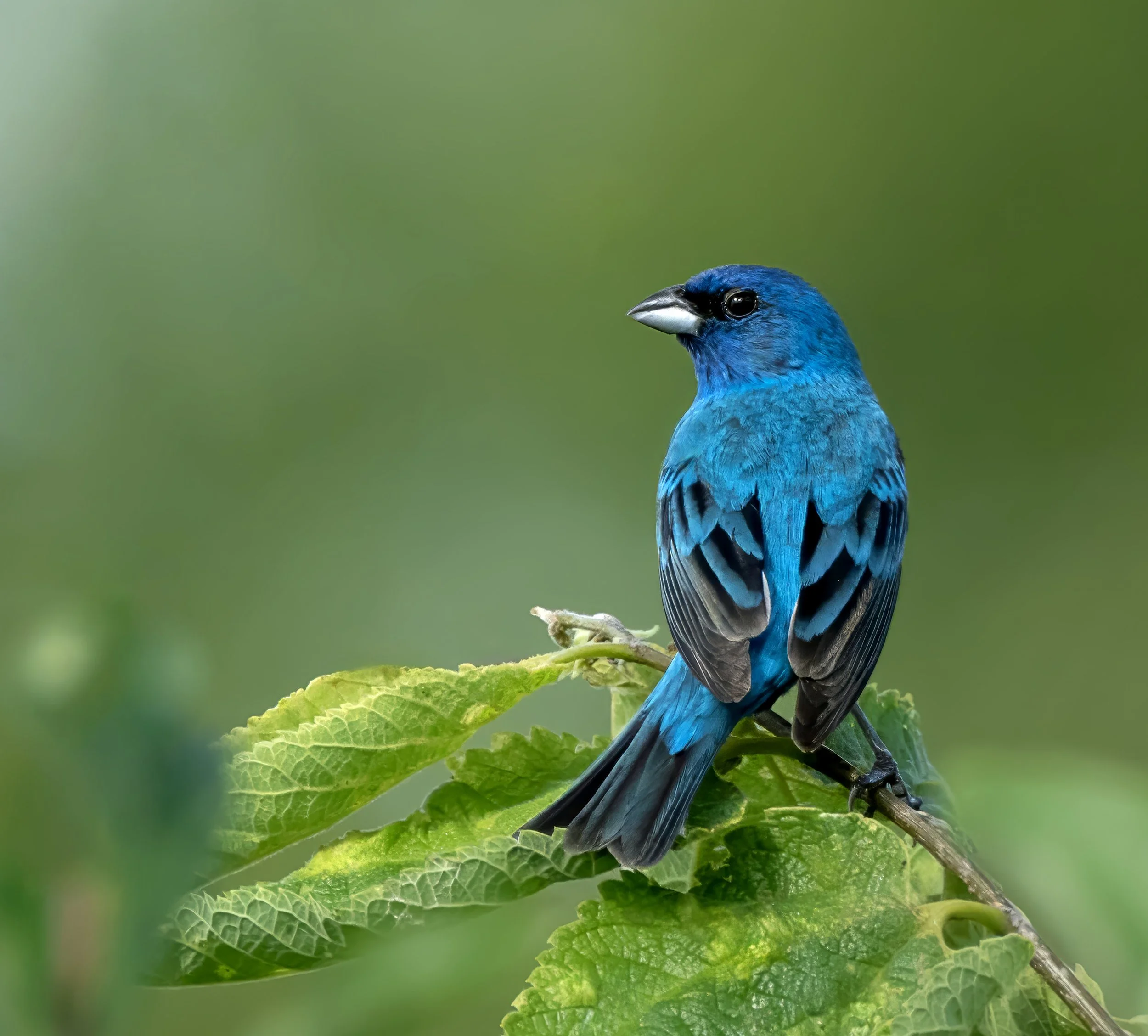 Close-up of a blue bird perched on a branch with green leaves, green blurred background.