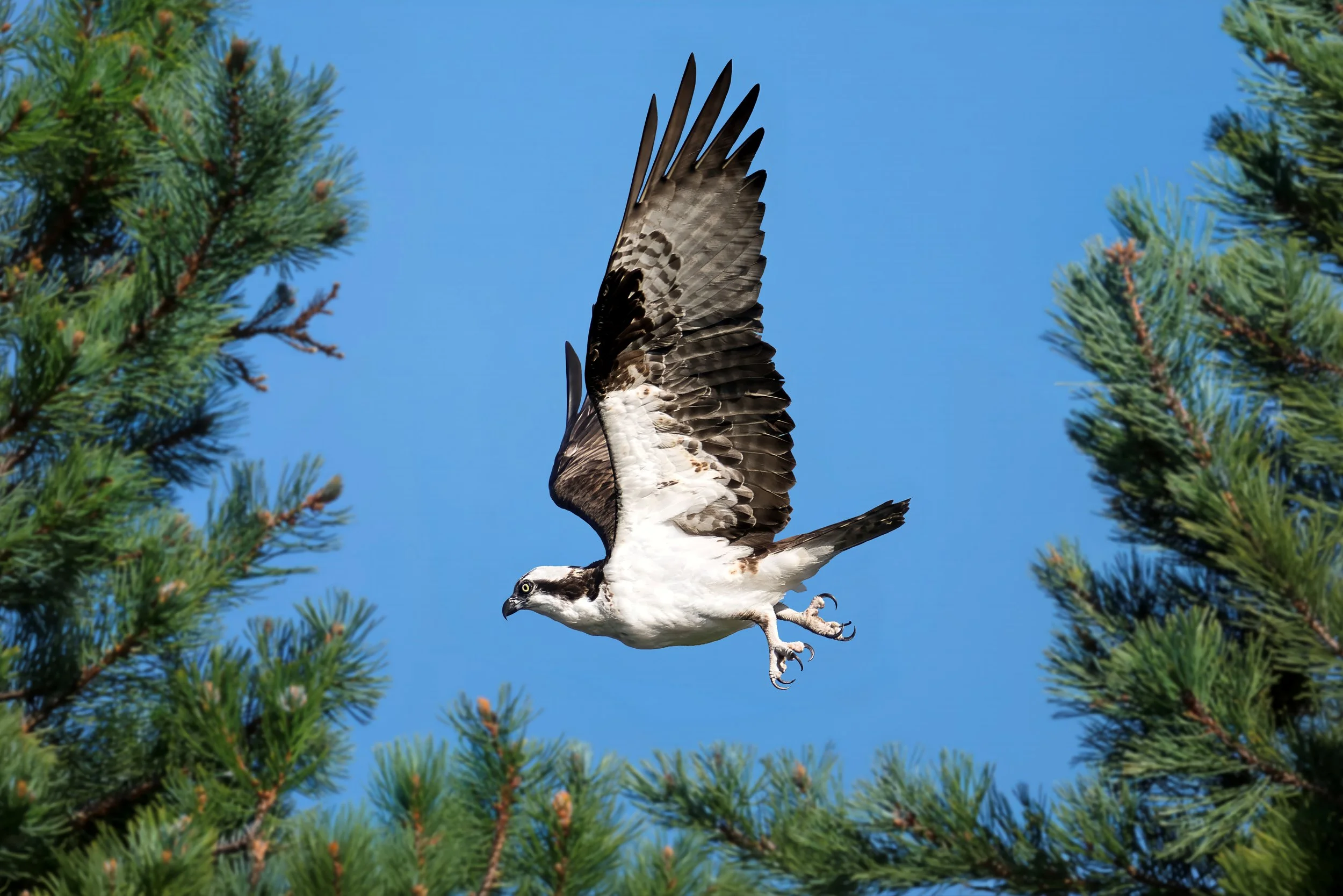An osprey bird in mid-flight between green pine branches and blue sky.