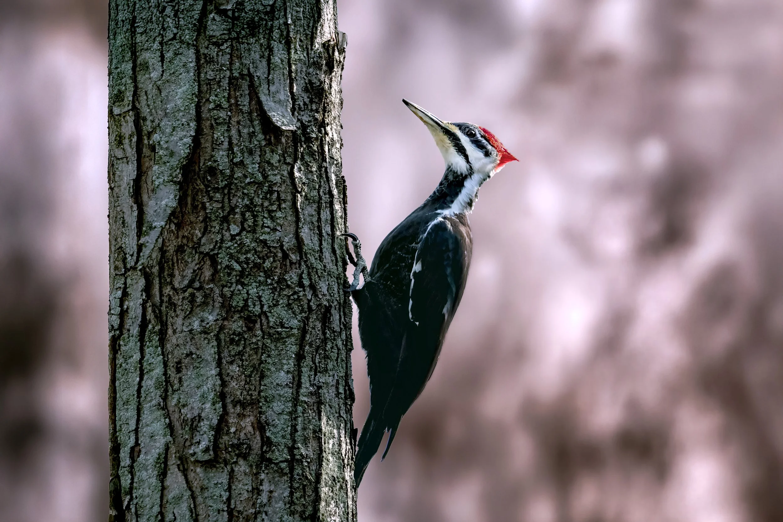 A woodpecker with black and white feathers and a splash of red on its head clings to the side of a tree trunk, peering upward.