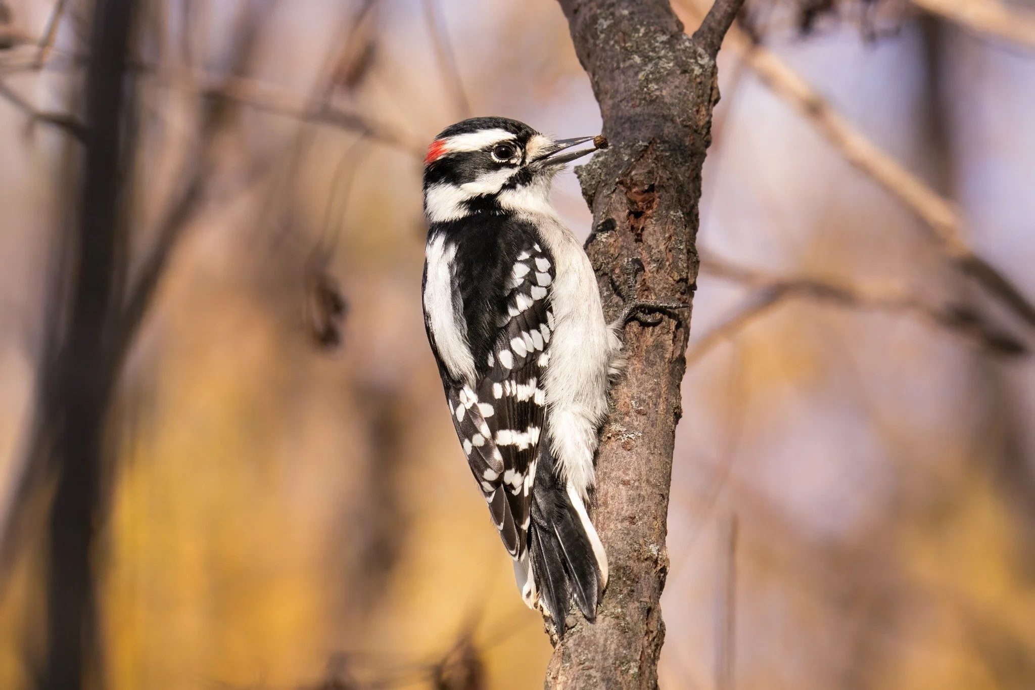 A woodpecker with black and white feathers and a red patch on its head, pecking at a tree trunk.