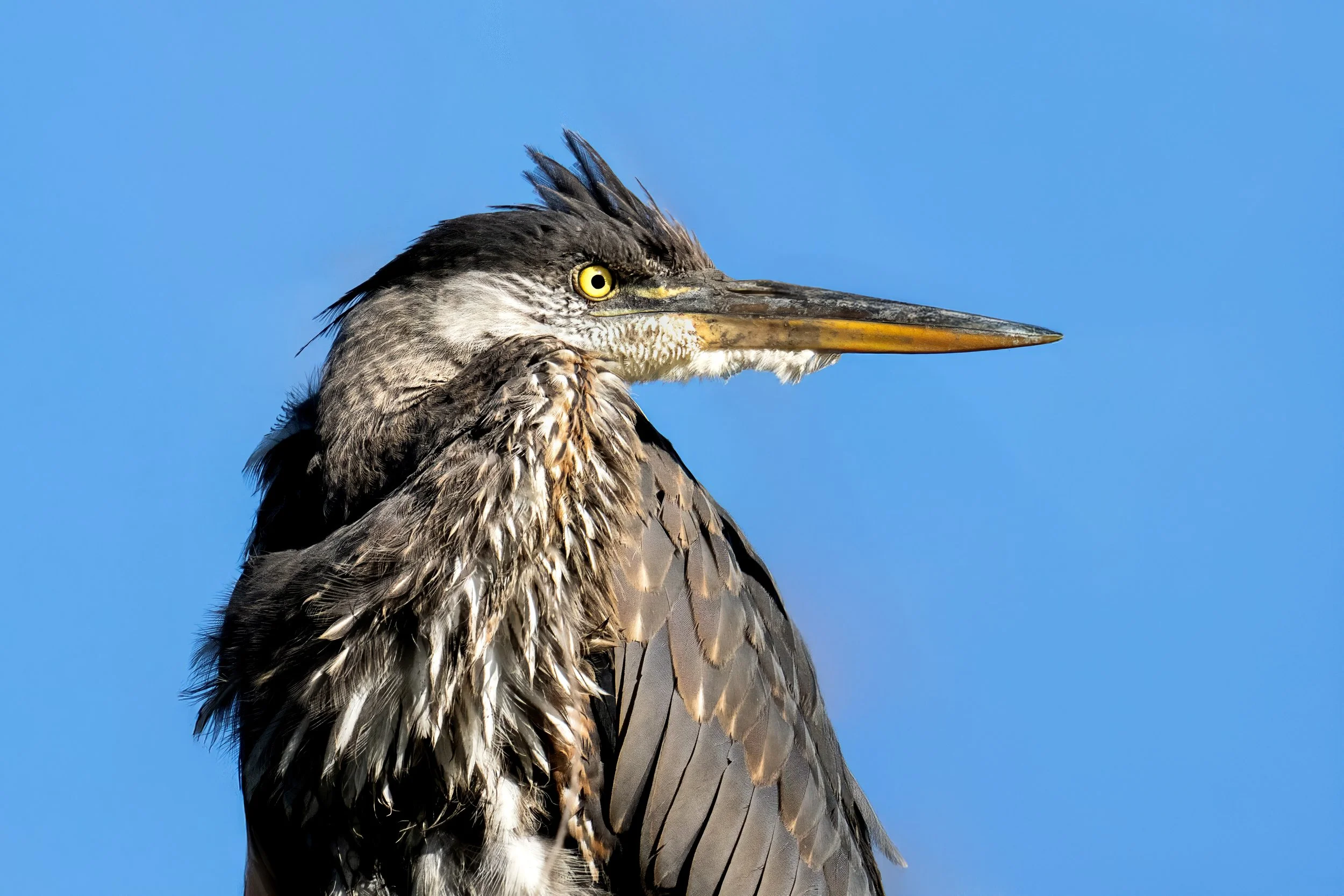 A close-up side profile of a heron bird with a blue sky background.