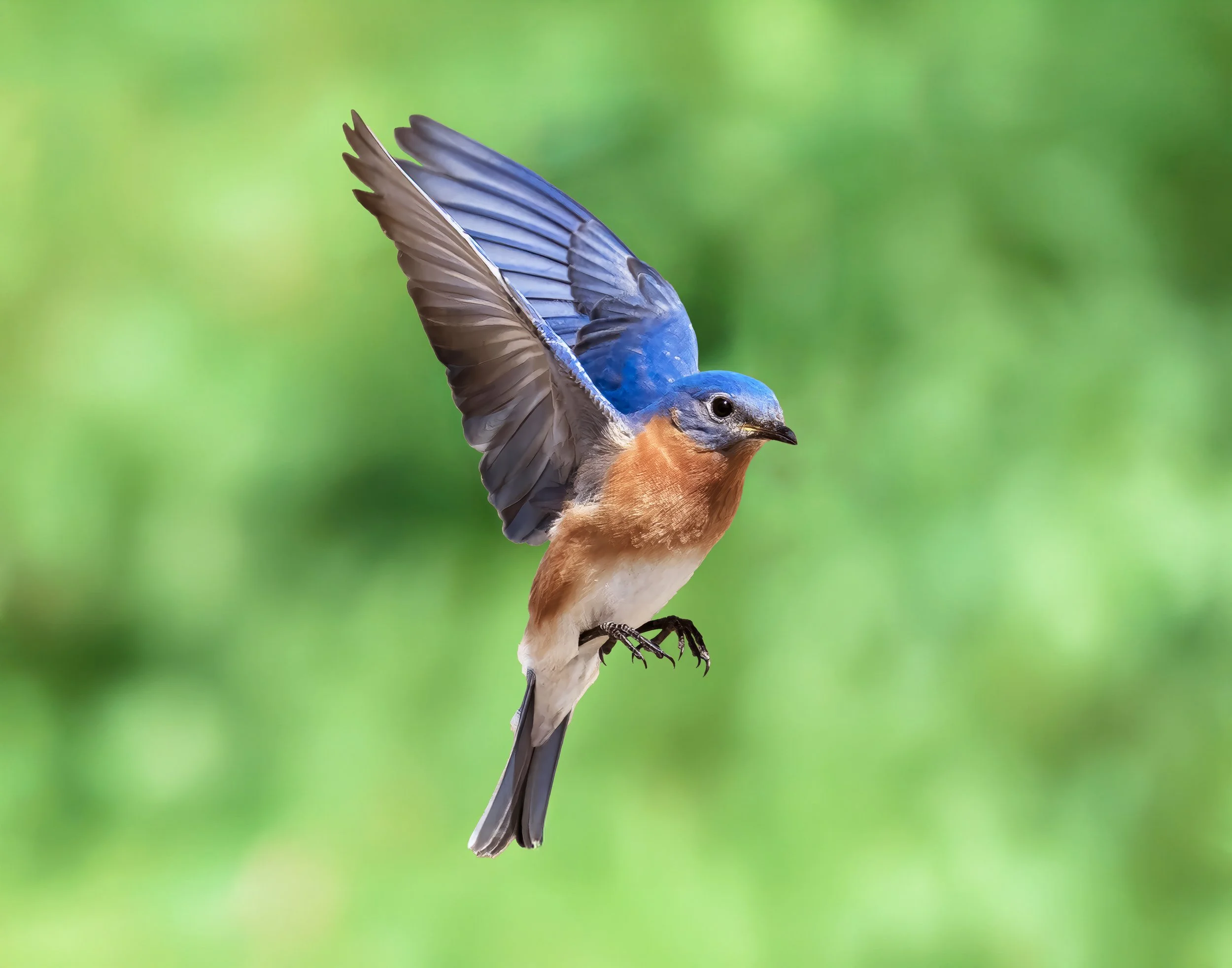 A small bird with blue and orange feathers flying against a blurred green background.