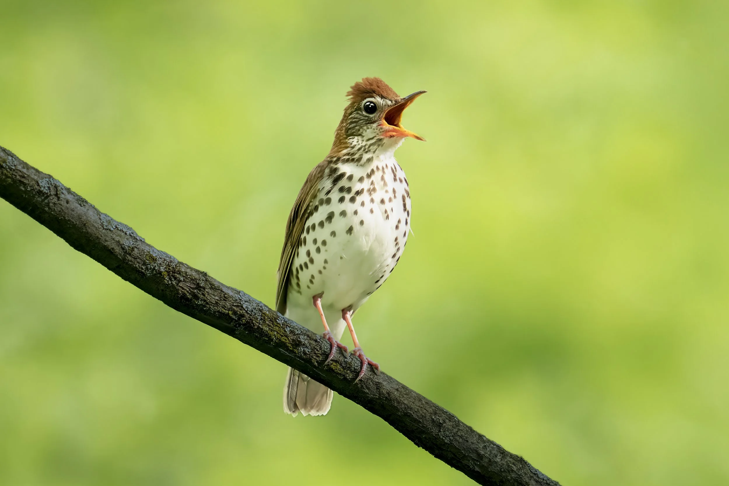 A bird with speckled white and brown feathers, singing or calling with its beak open while perched on a dark tree branch against a blurred green background.