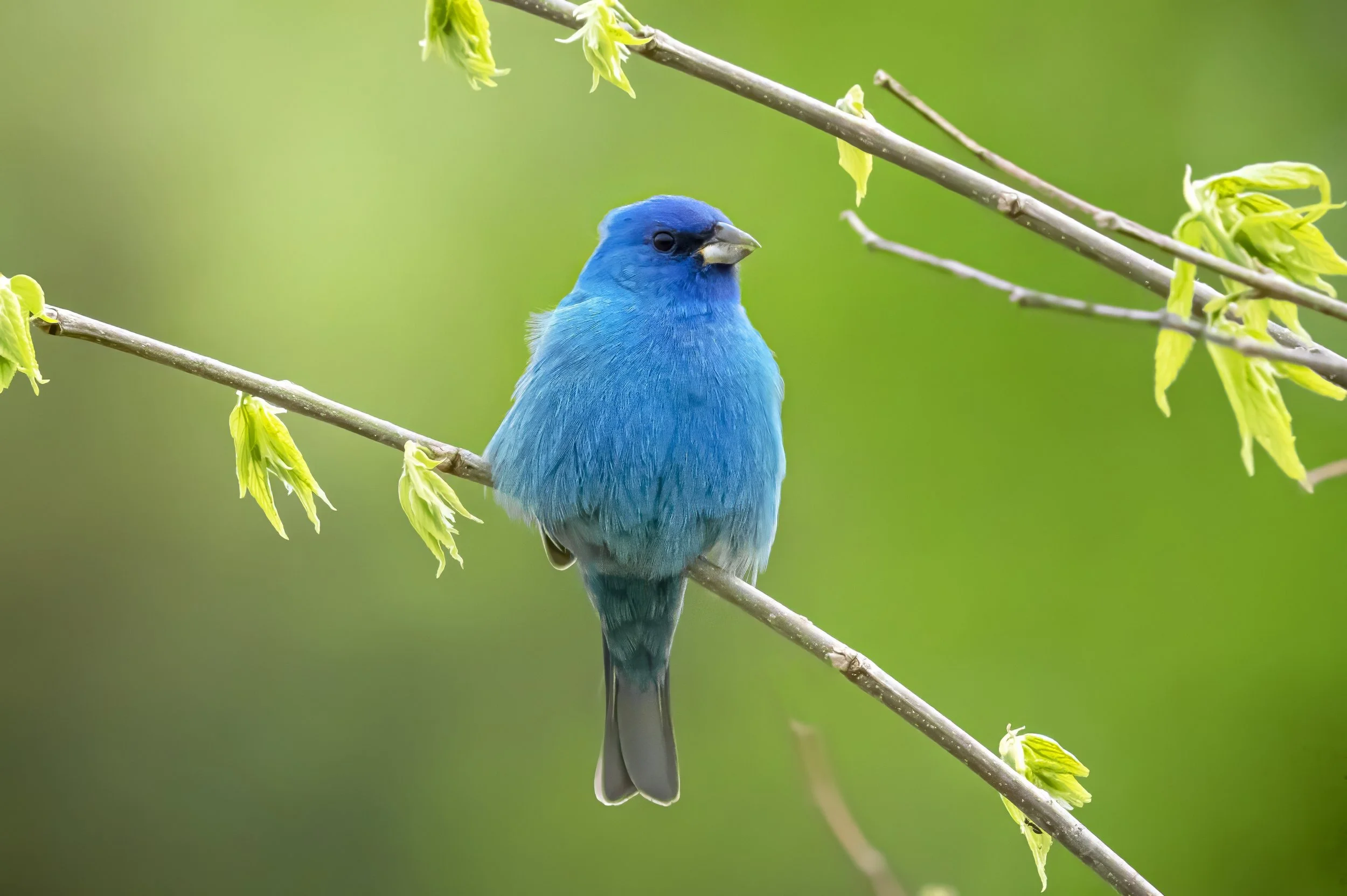 A bright blue bird perched on a thin branch with green leaves, set against a blurred green background.