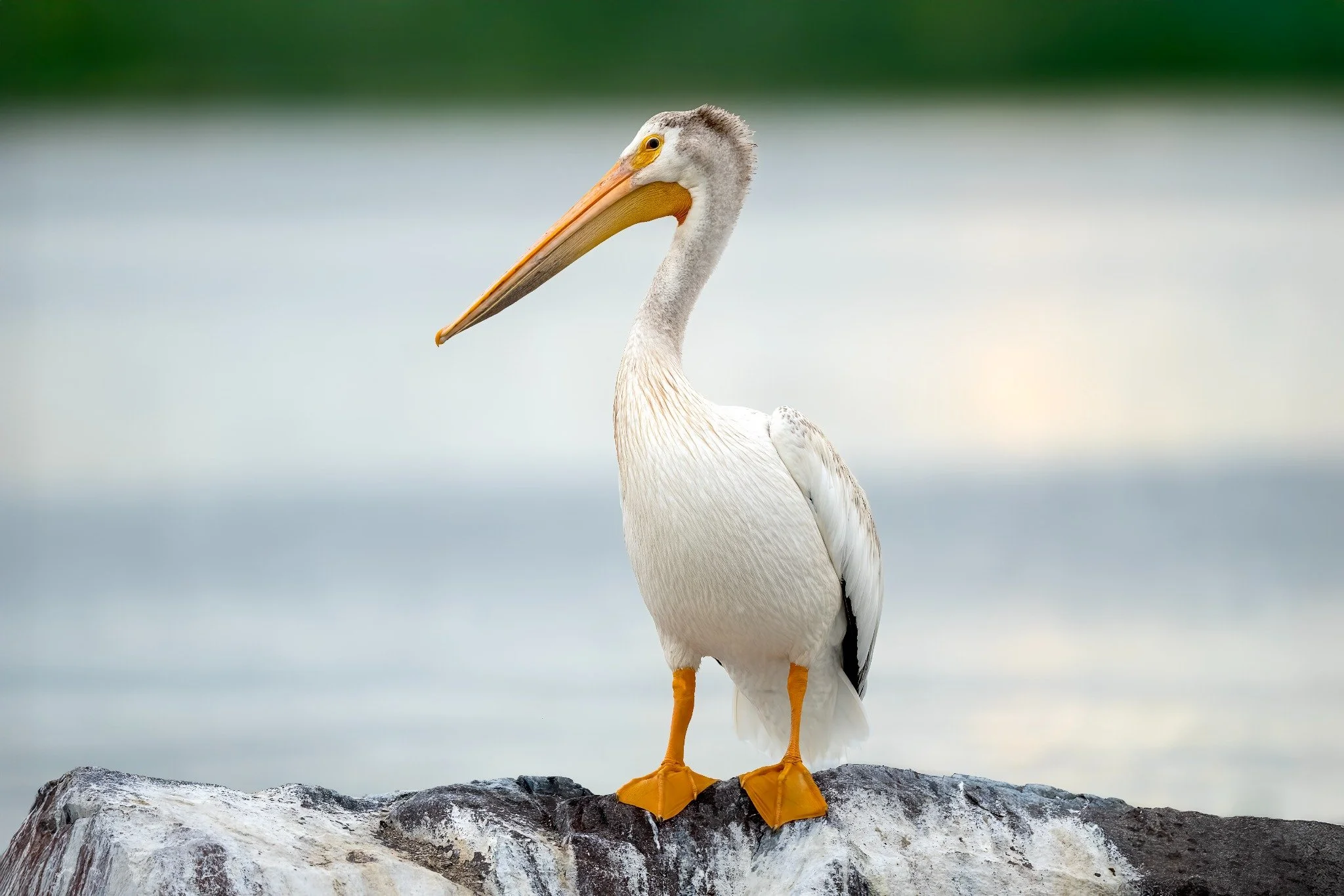 A pelican standing on a rocky surface near water, with a blurred background of water and sky.