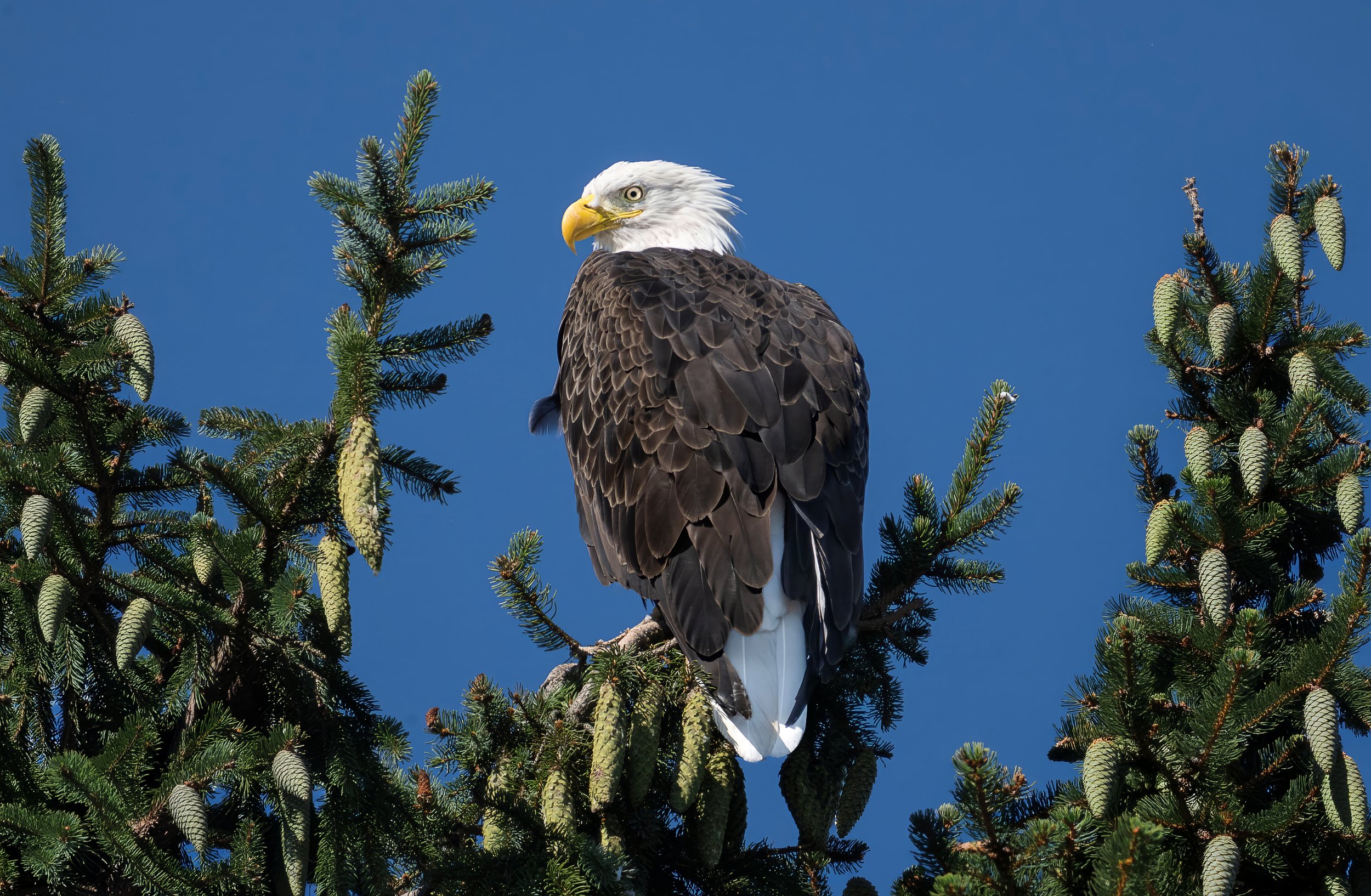 A bald eagle perched on a pine tree branch against a clear blue sky.