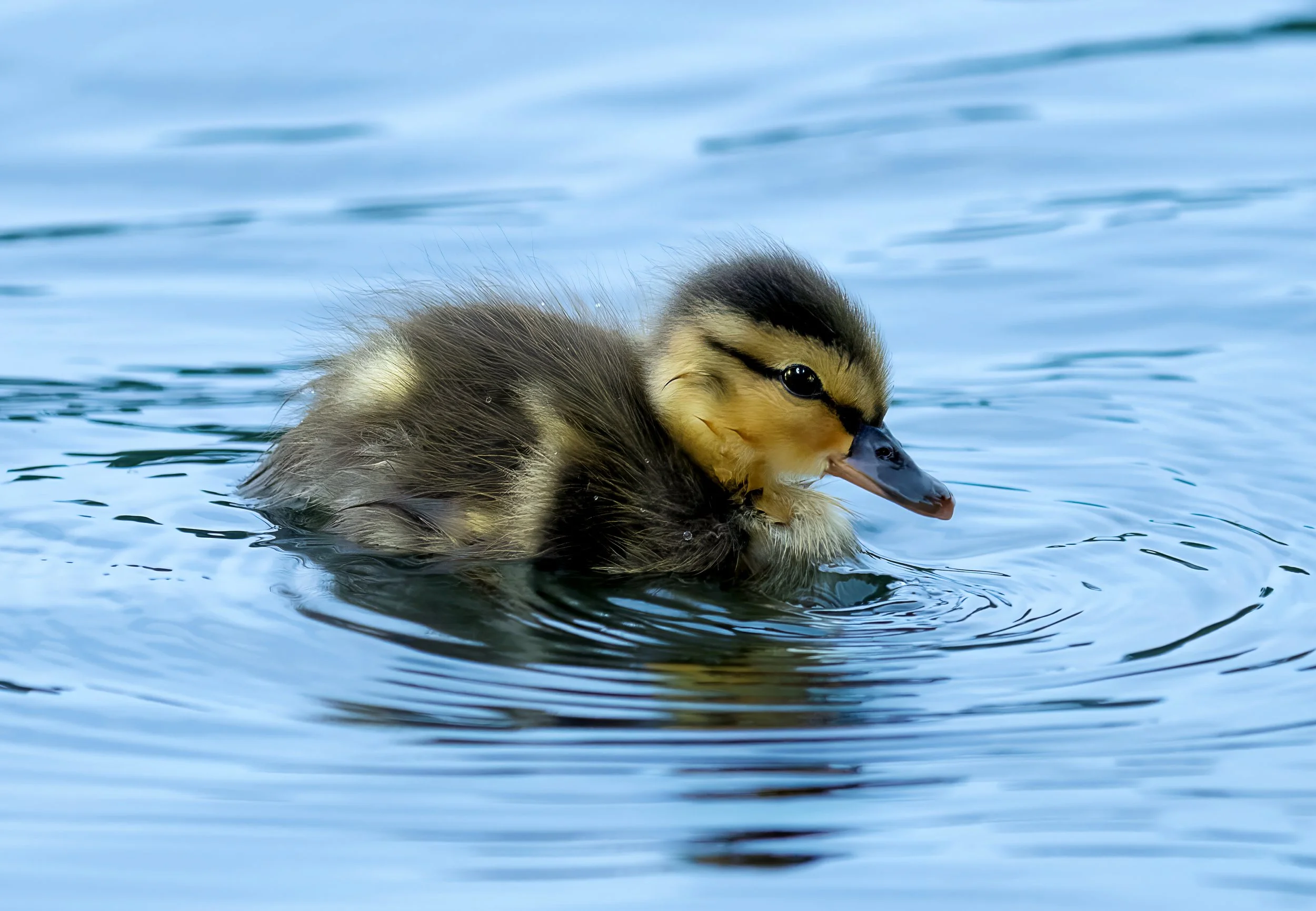 A duckling swimming on water with a blurred blue background.