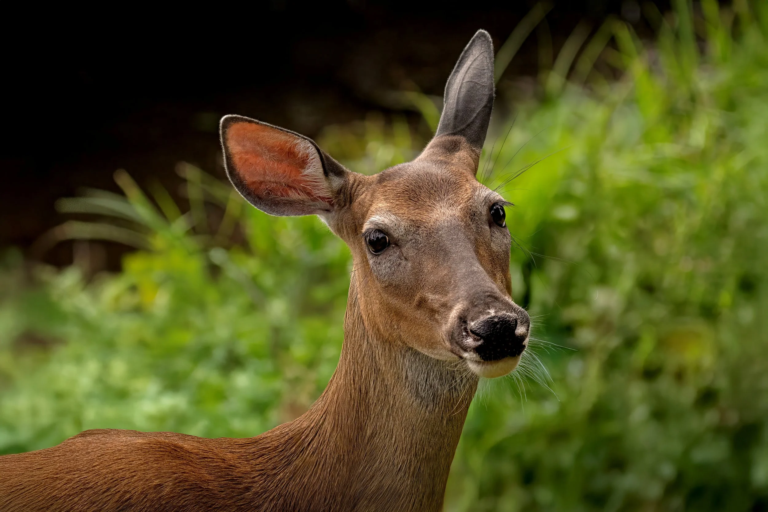 Close-up of a deer with large ears in a green outdoor setting.