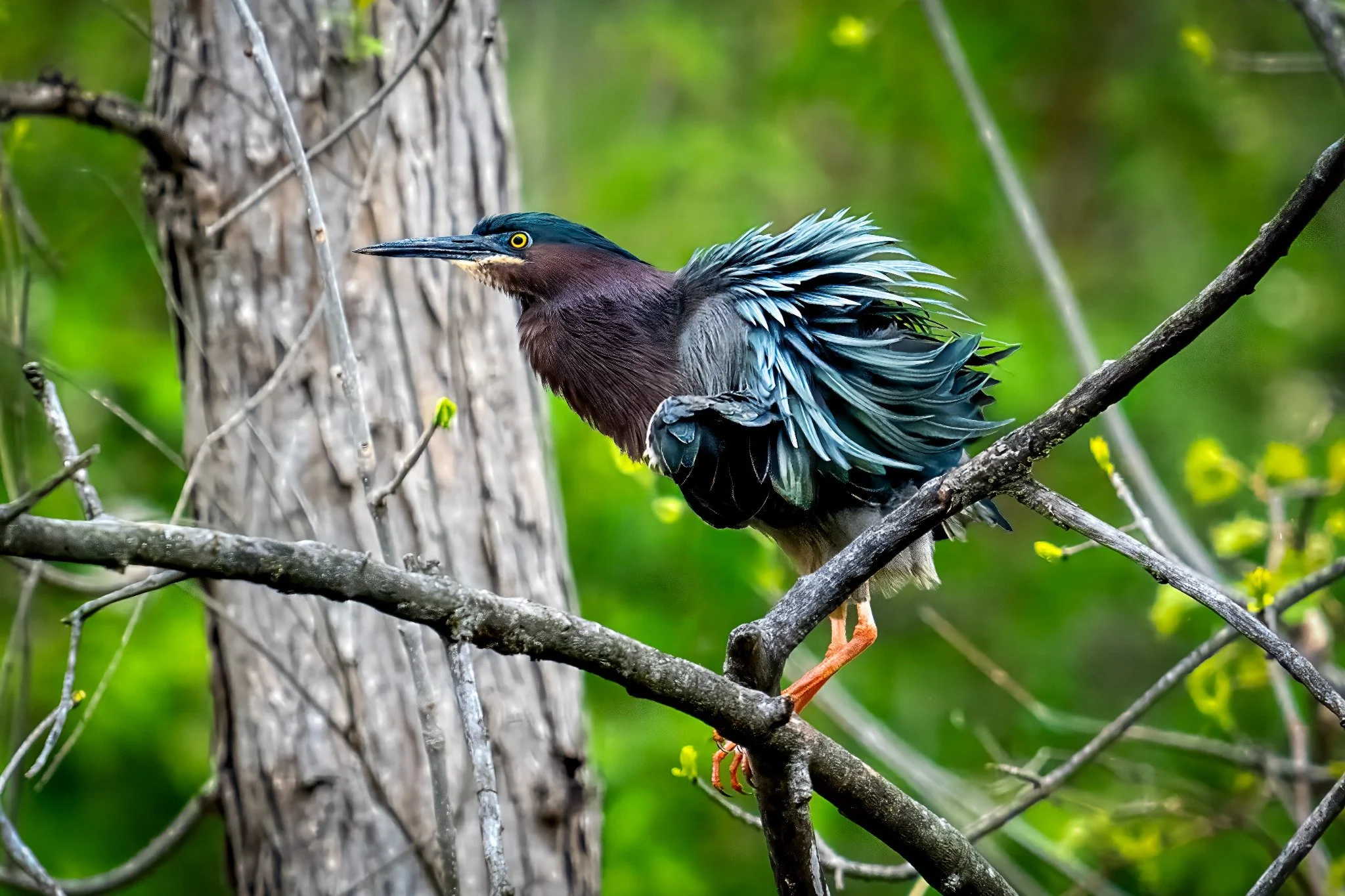 A heron perched on a branch in a green wooded area.