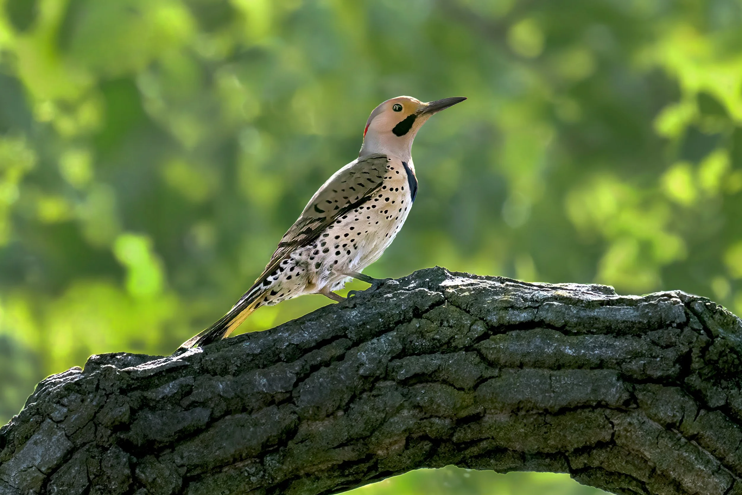 A woodpecker perched on a tree branch with blurred green foliage in the background.