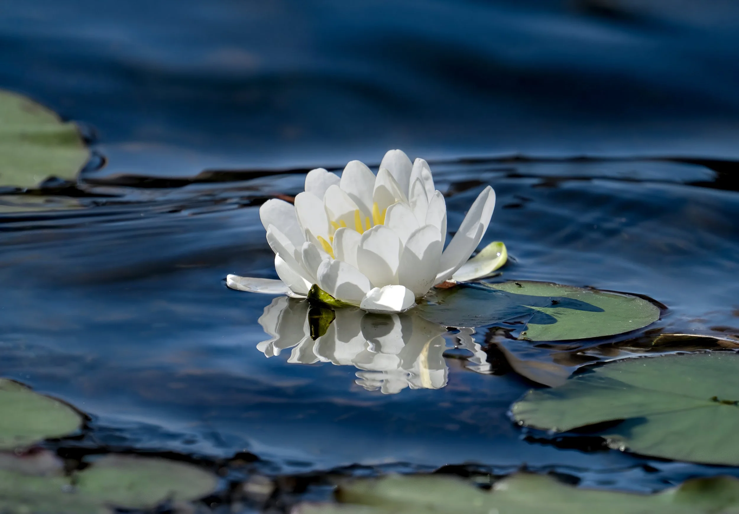 A white water lily floating on a dark pond with lily pads around it.